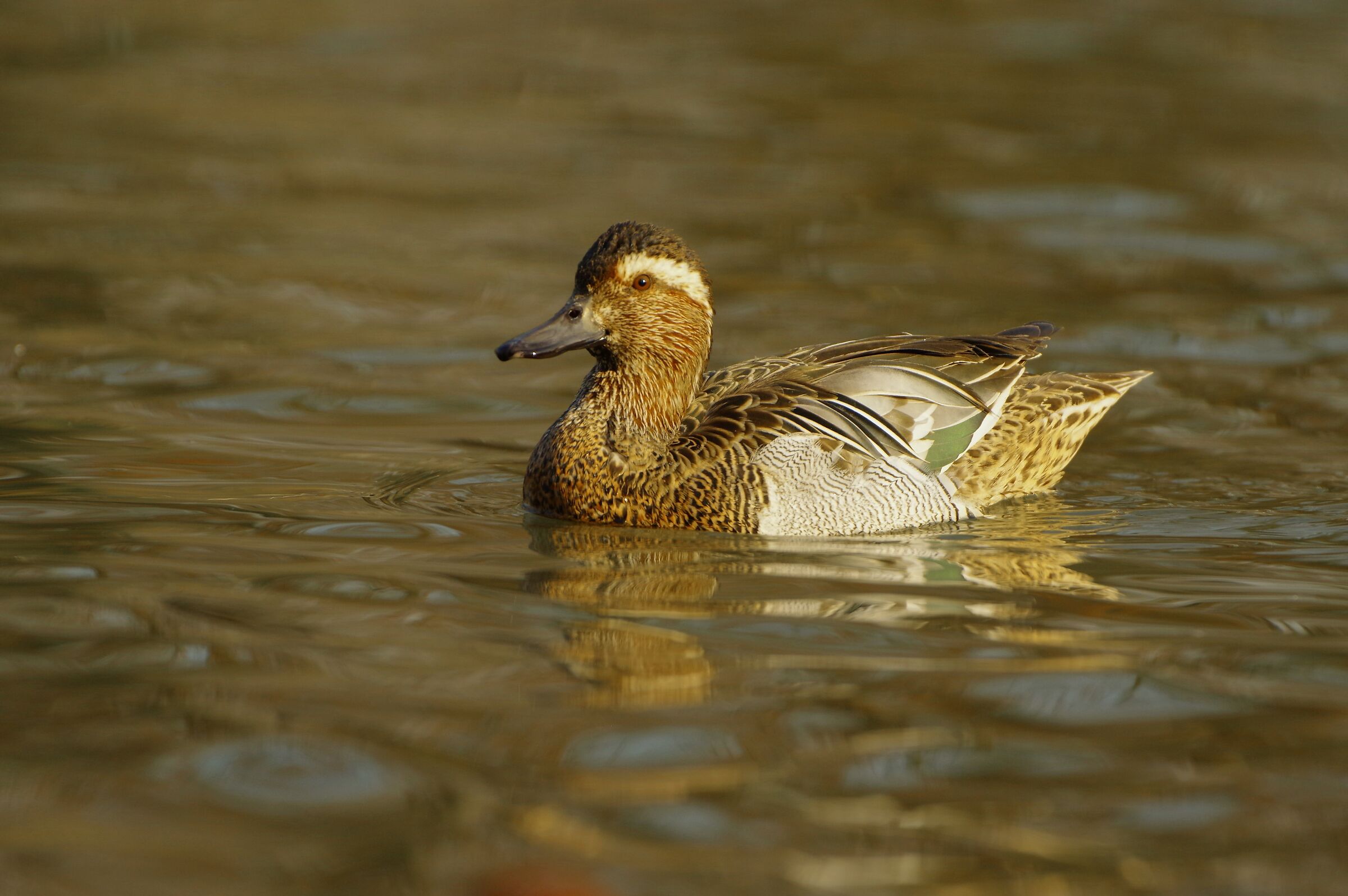Garganey m. (Anas querquedula)