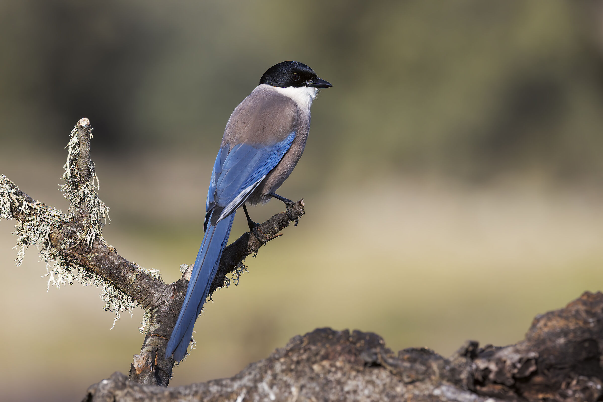 Blue-wing magpie