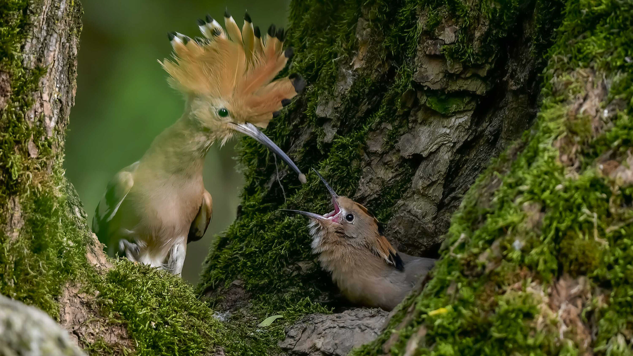 Upupa !!! aspettando il ritorno !!