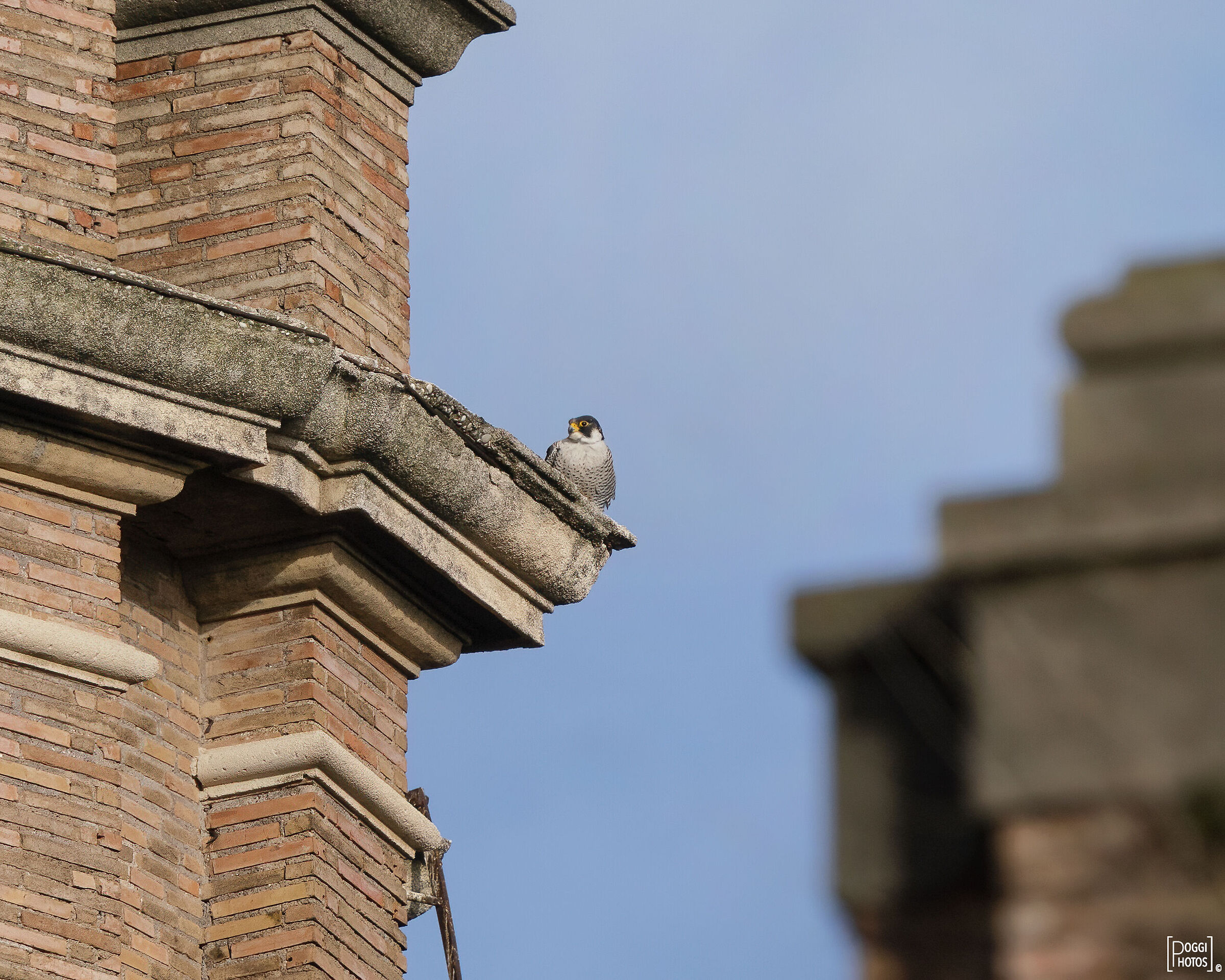 Falco pellegrino