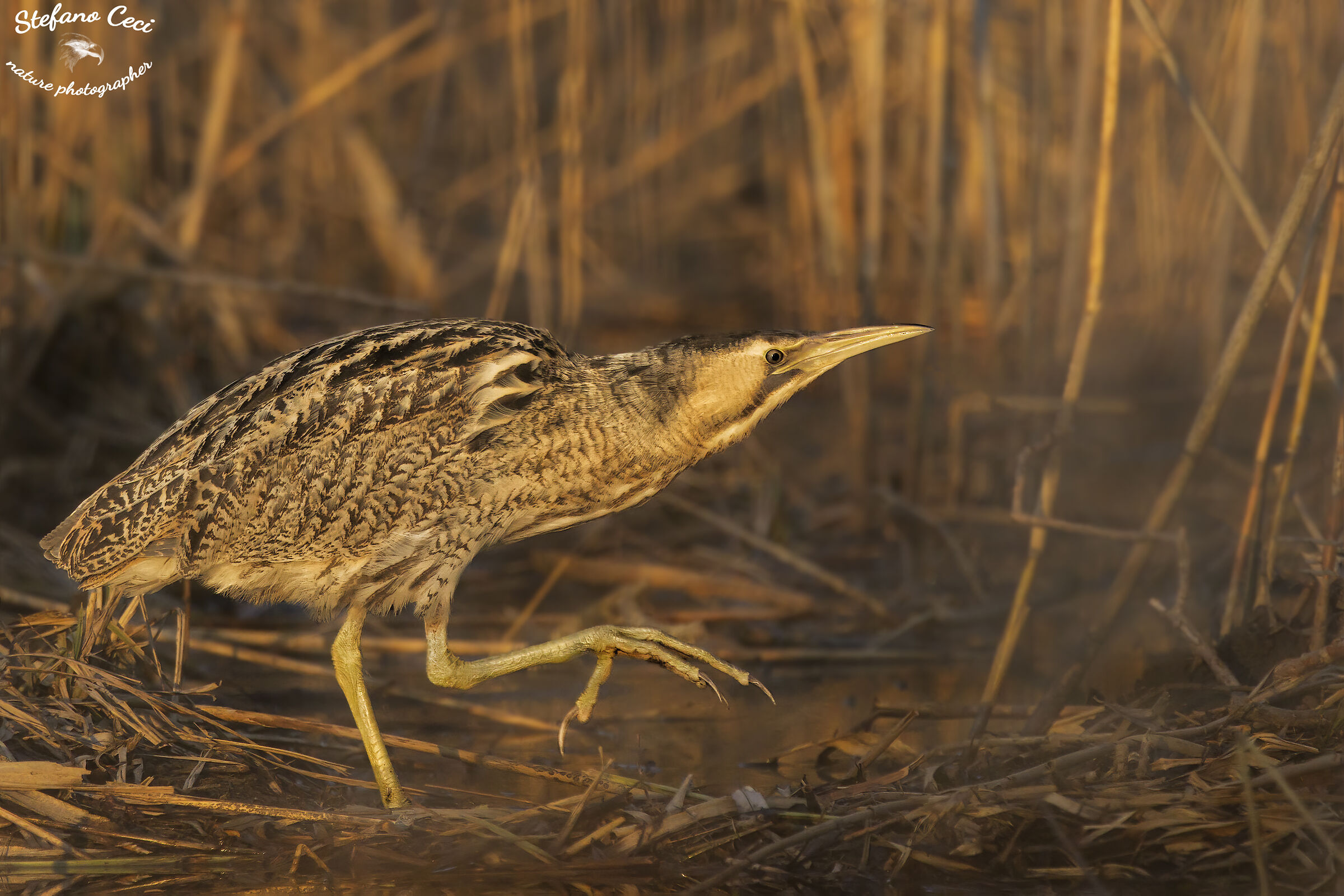 Bittern