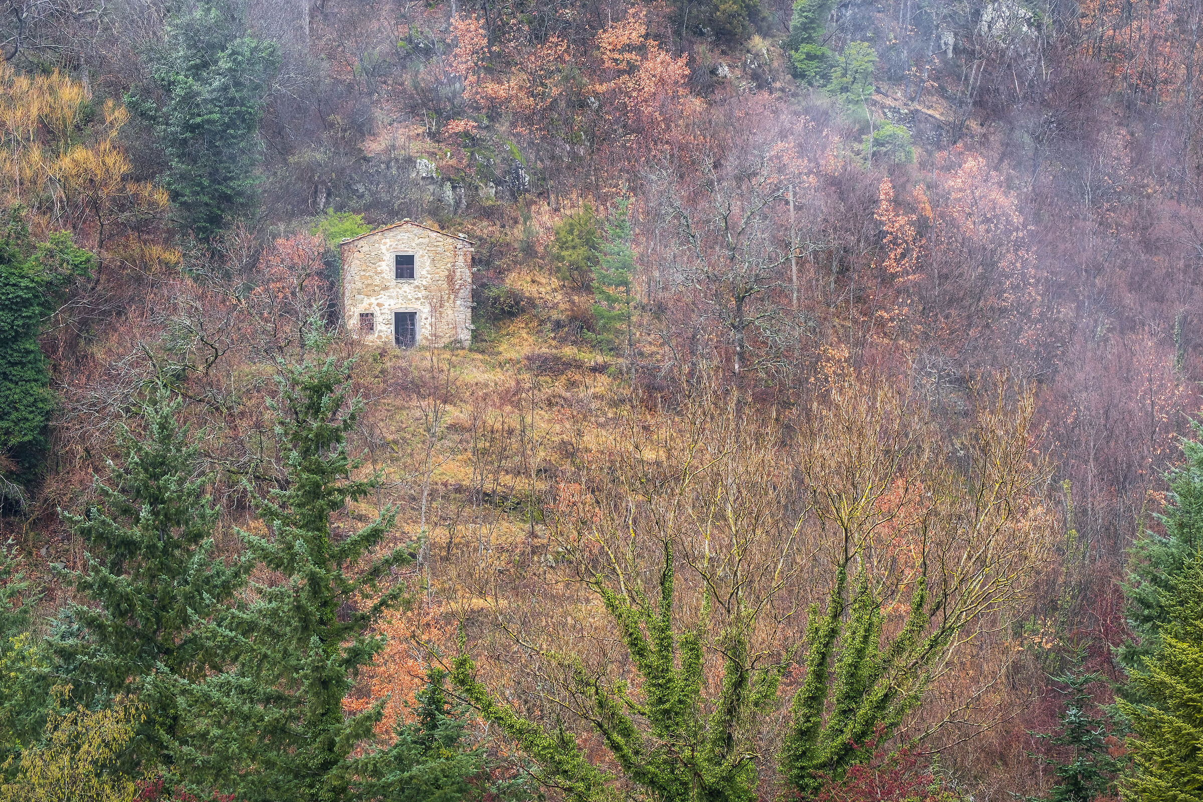 Little house in the woods