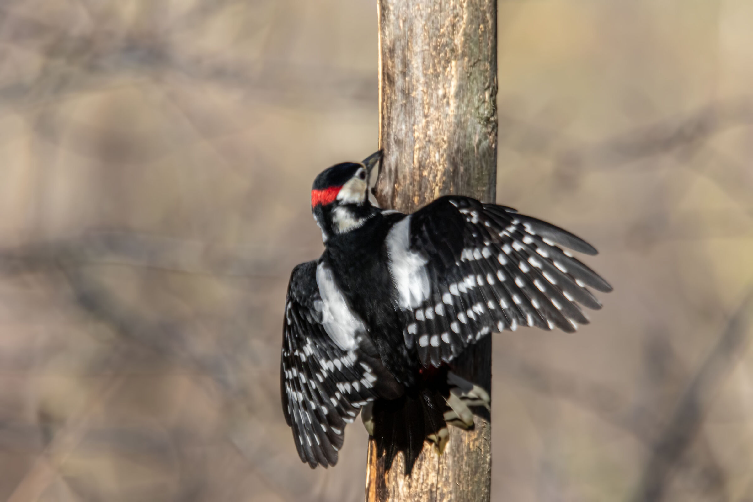 greater red woodpecker