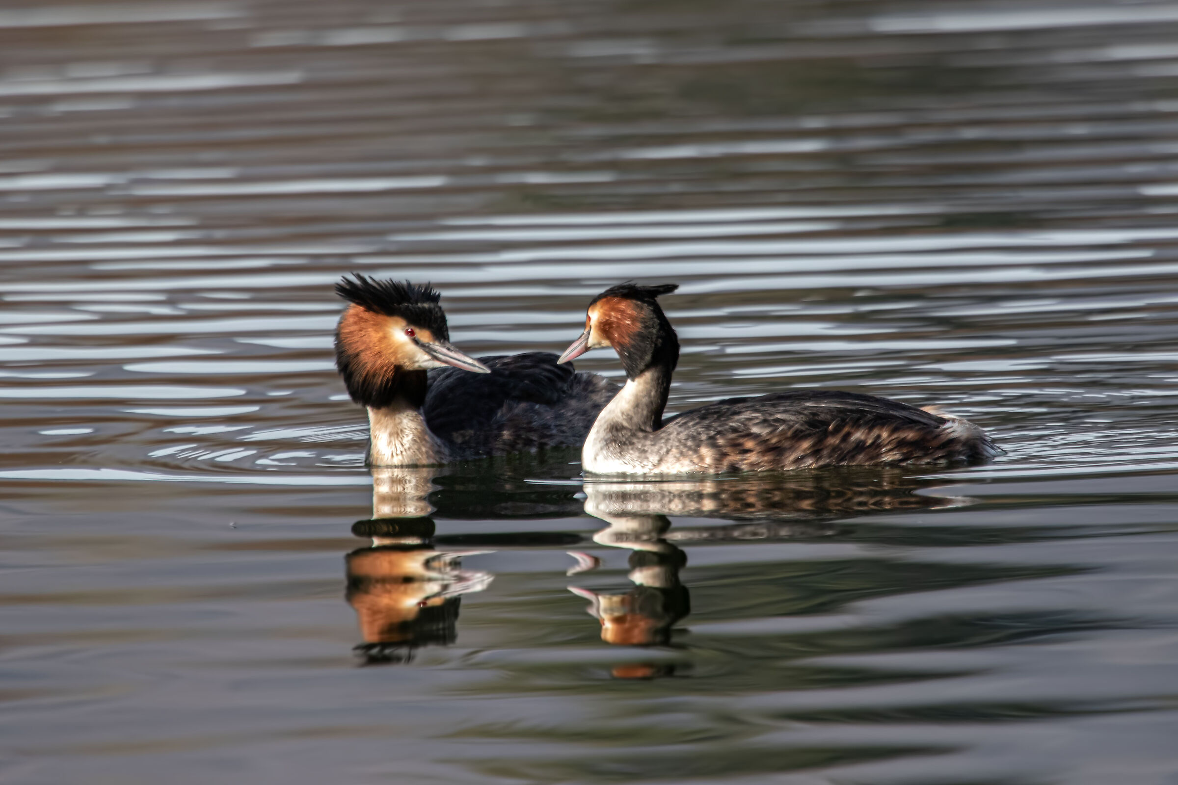 grebes
