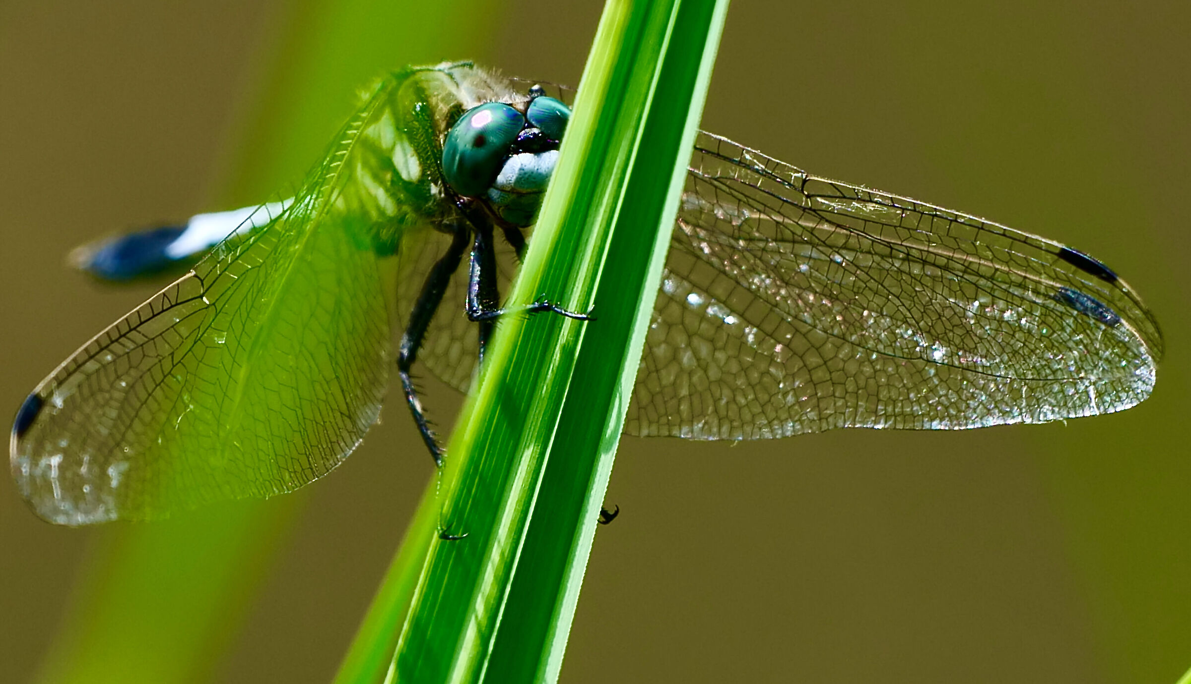 Dragonfly