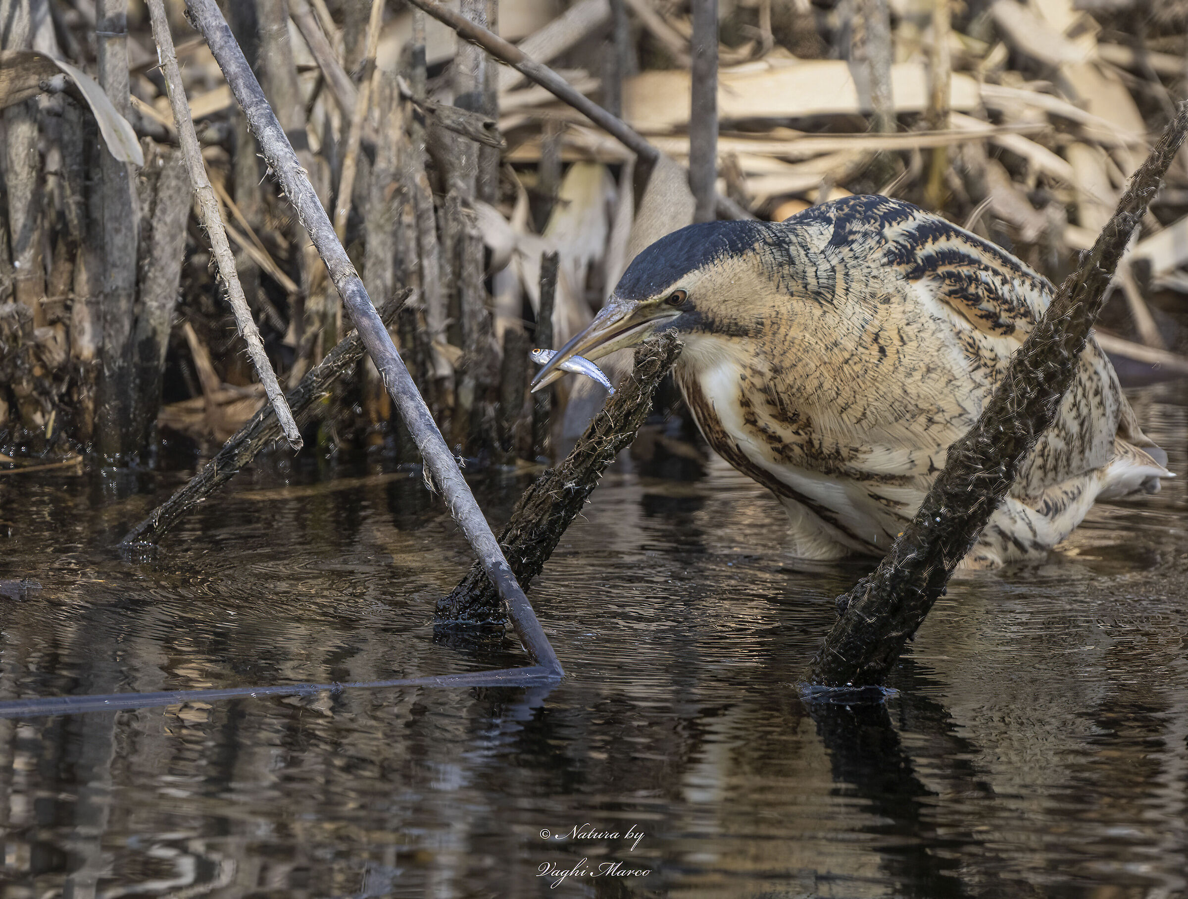 Bittern feeding - Botaurus stellaris