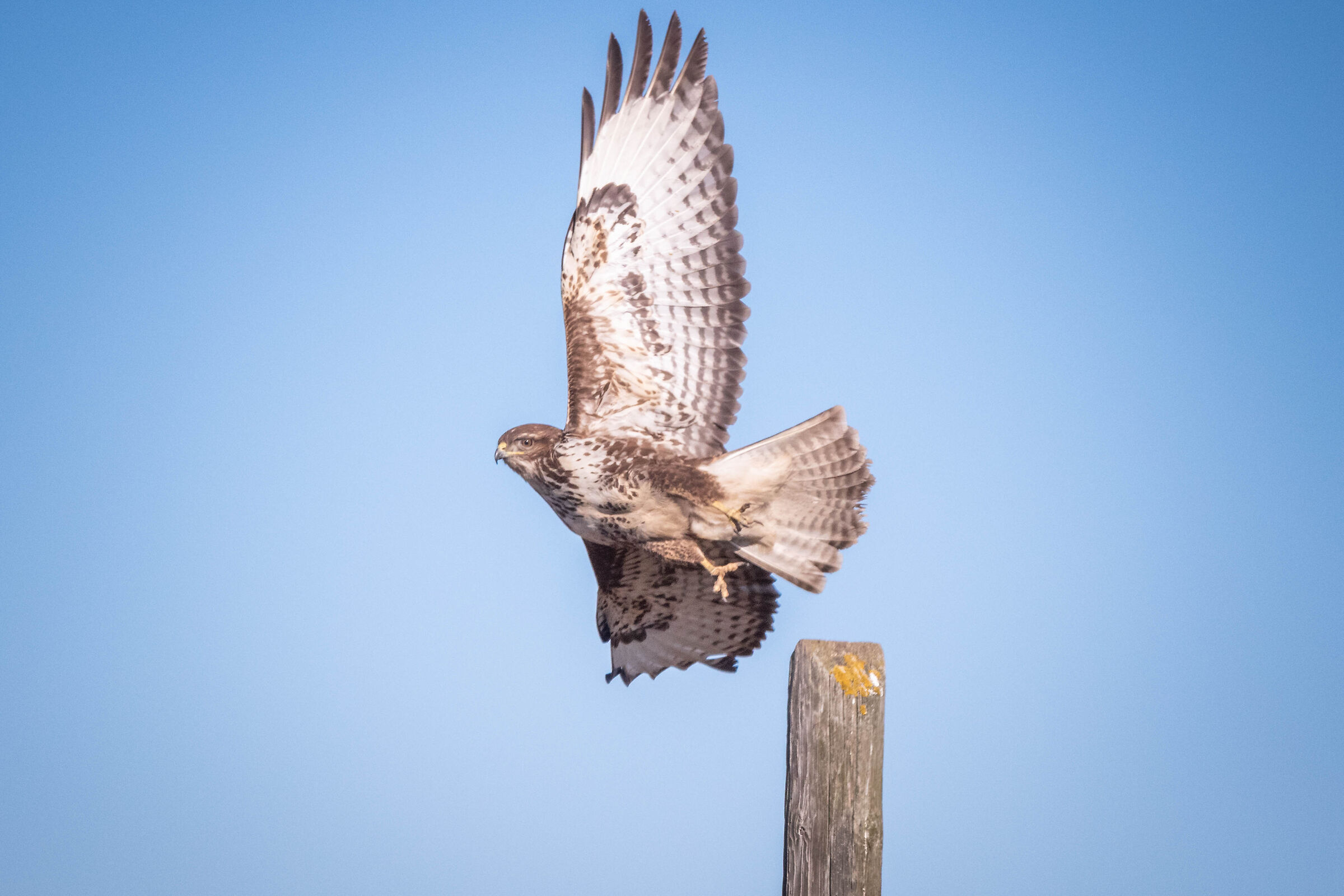 Buzzard (Buteo buteo)