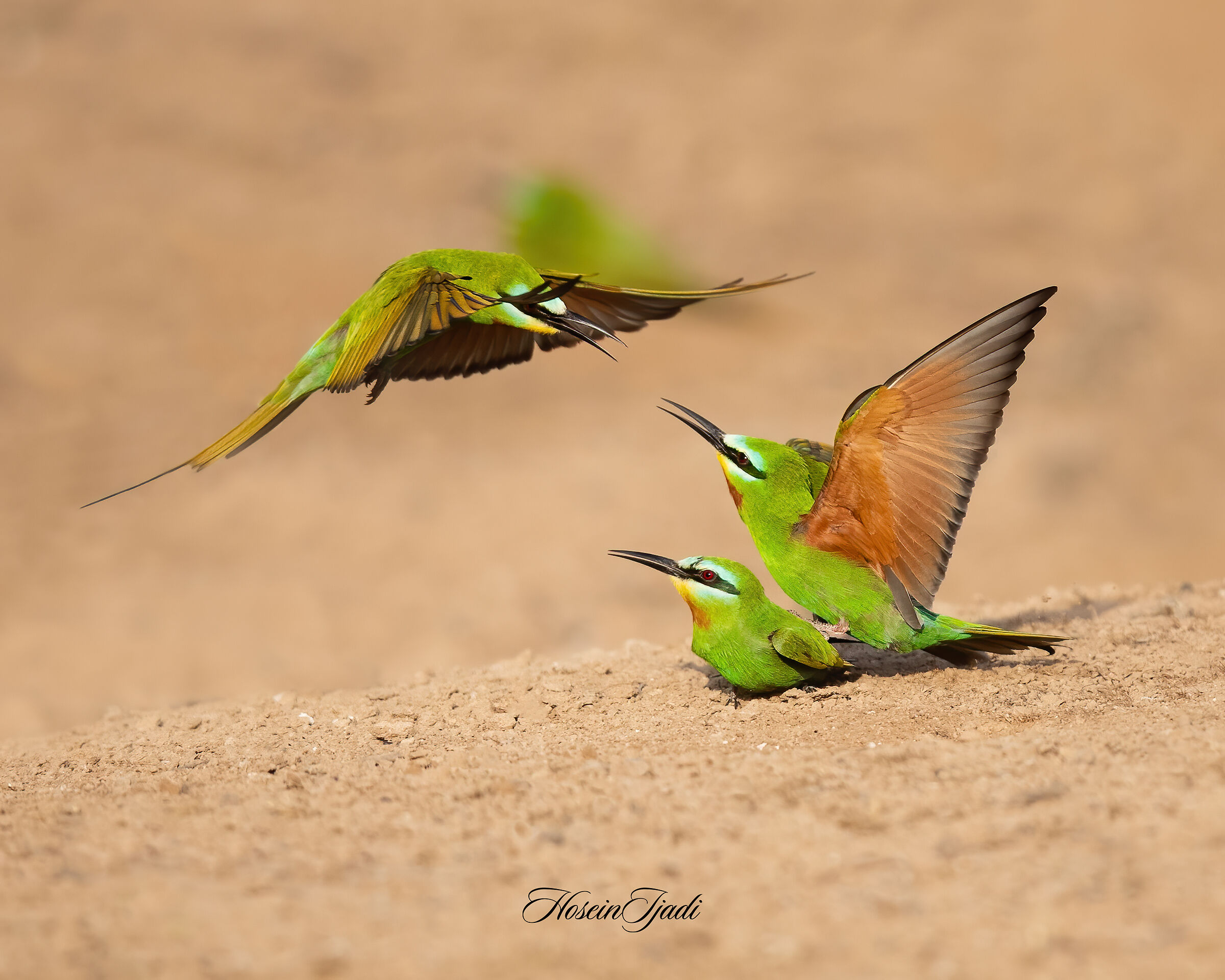 Blue cheeked bee eater