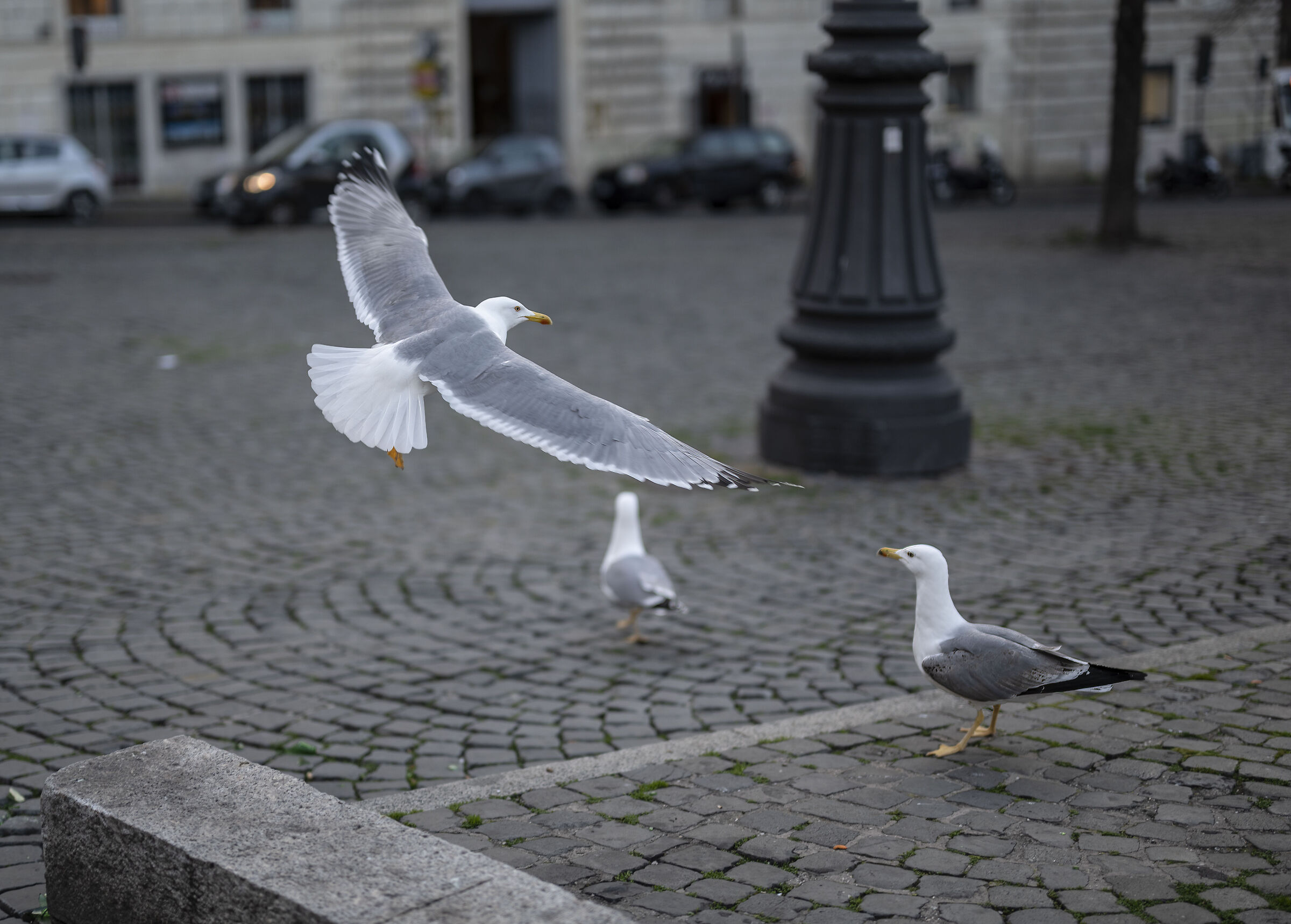 seagull