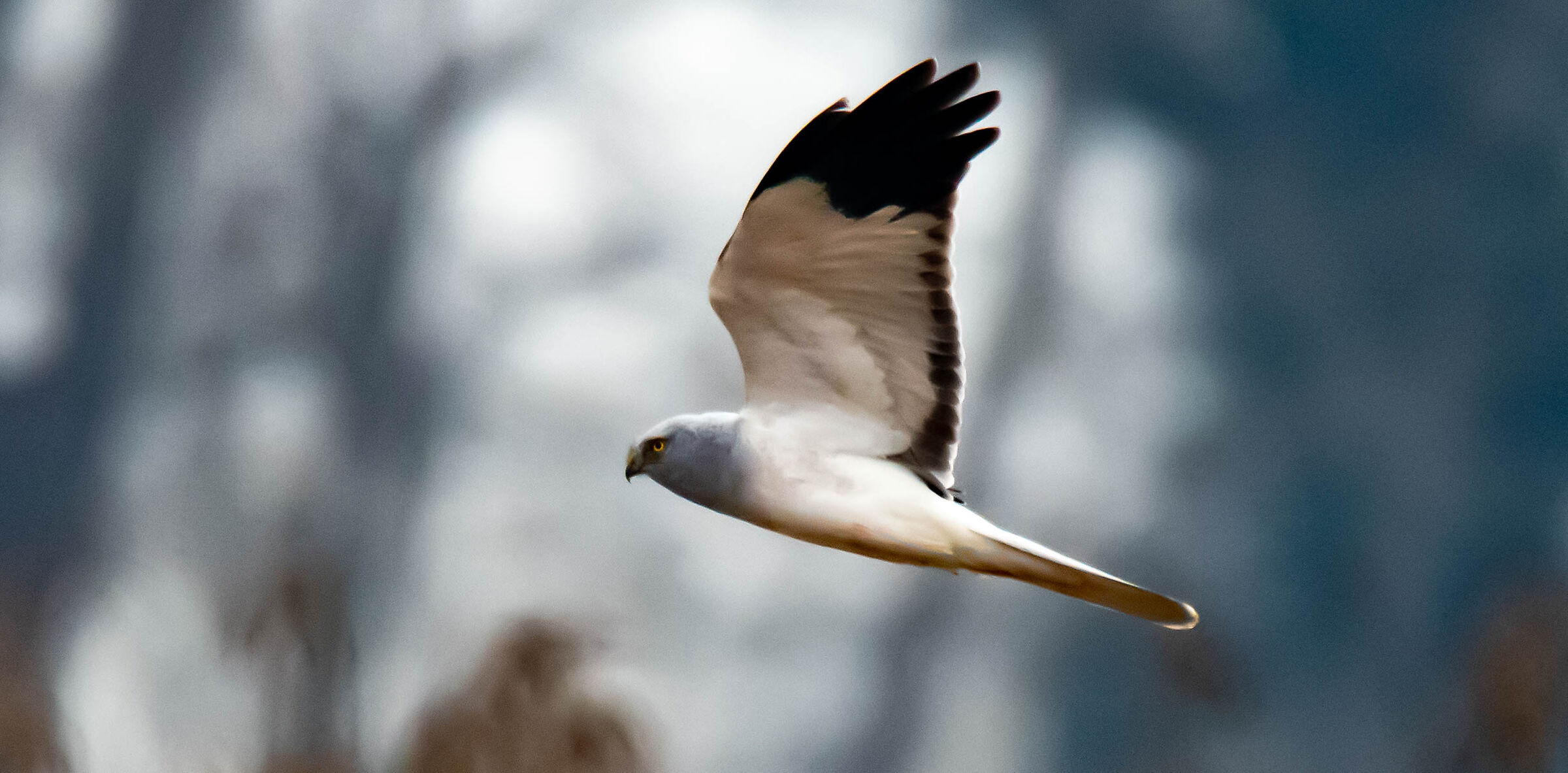 Male harrier