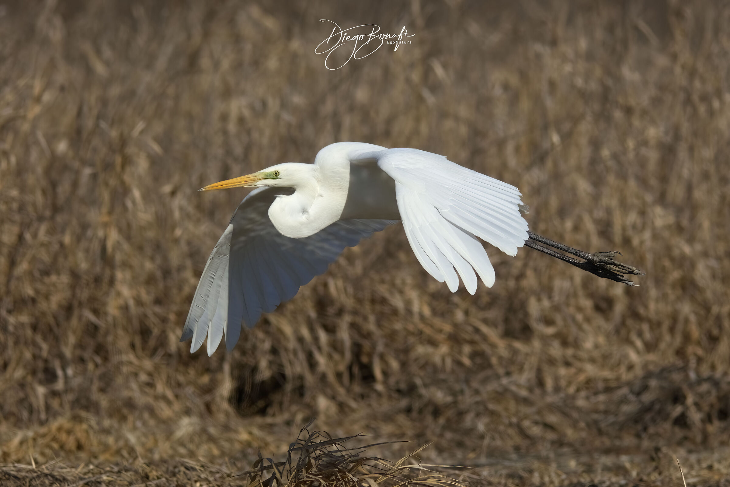 Airone bianco maggiore