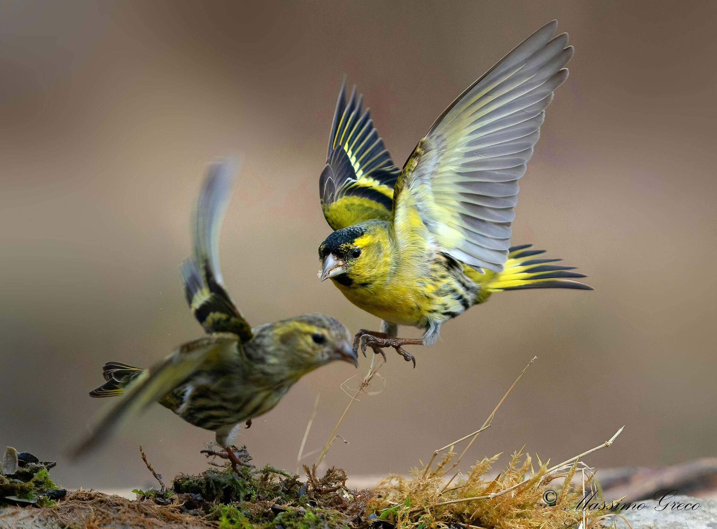 Lucherini (Spinus spinus)