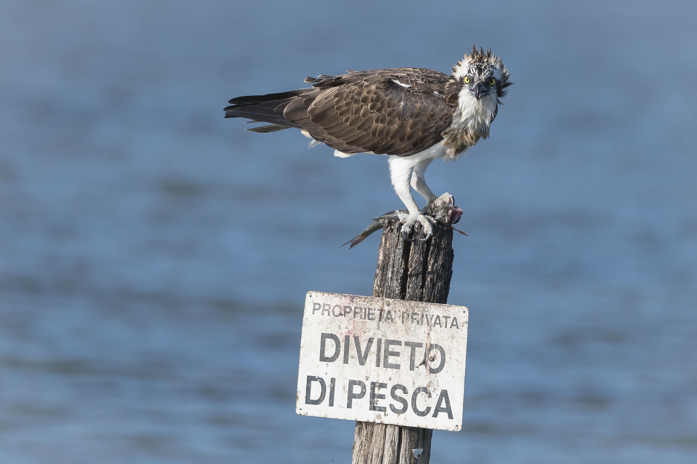 Falco Pescatore