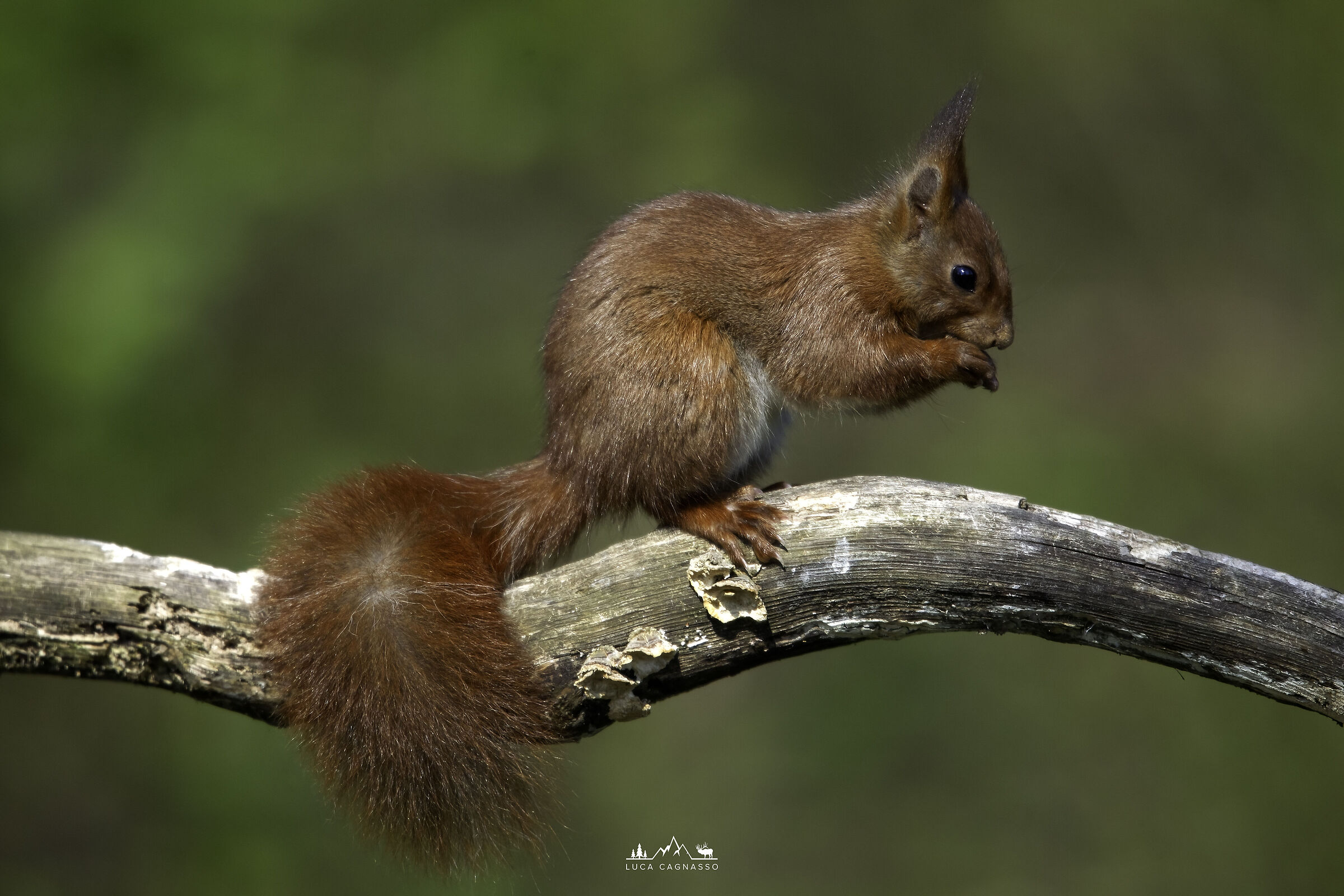 Red squirrel on branch