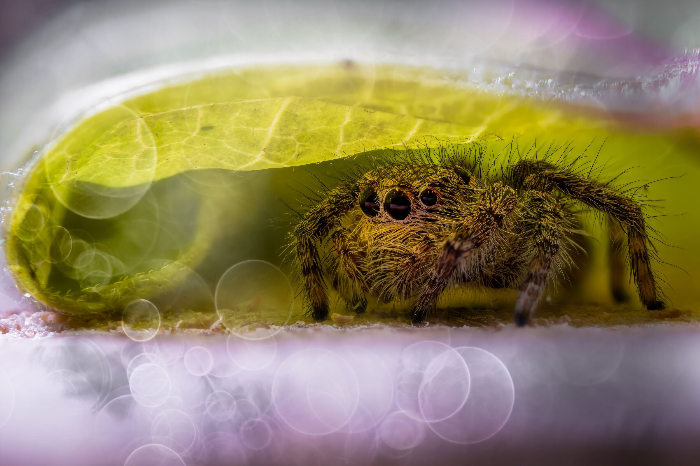 spider jumping at home