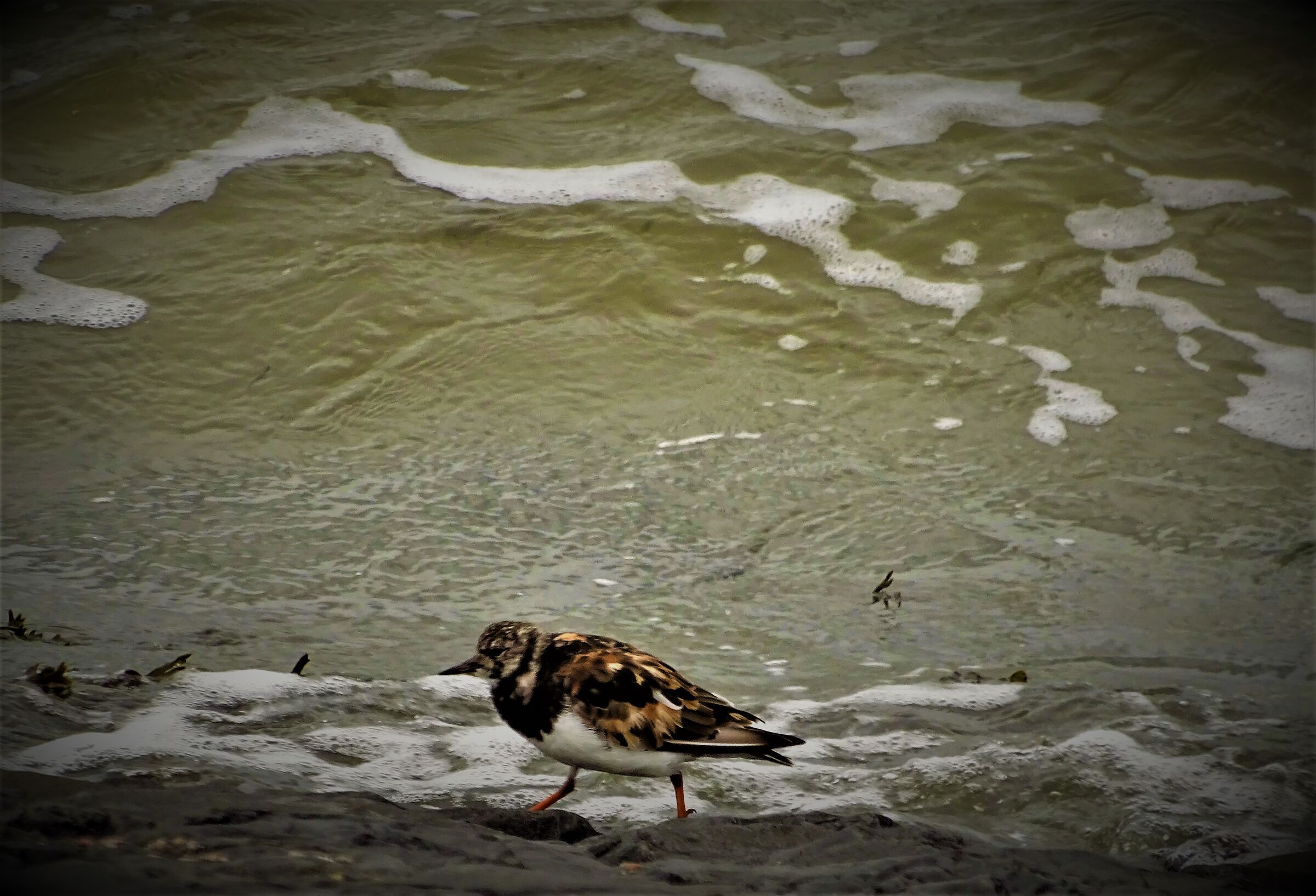 Plover