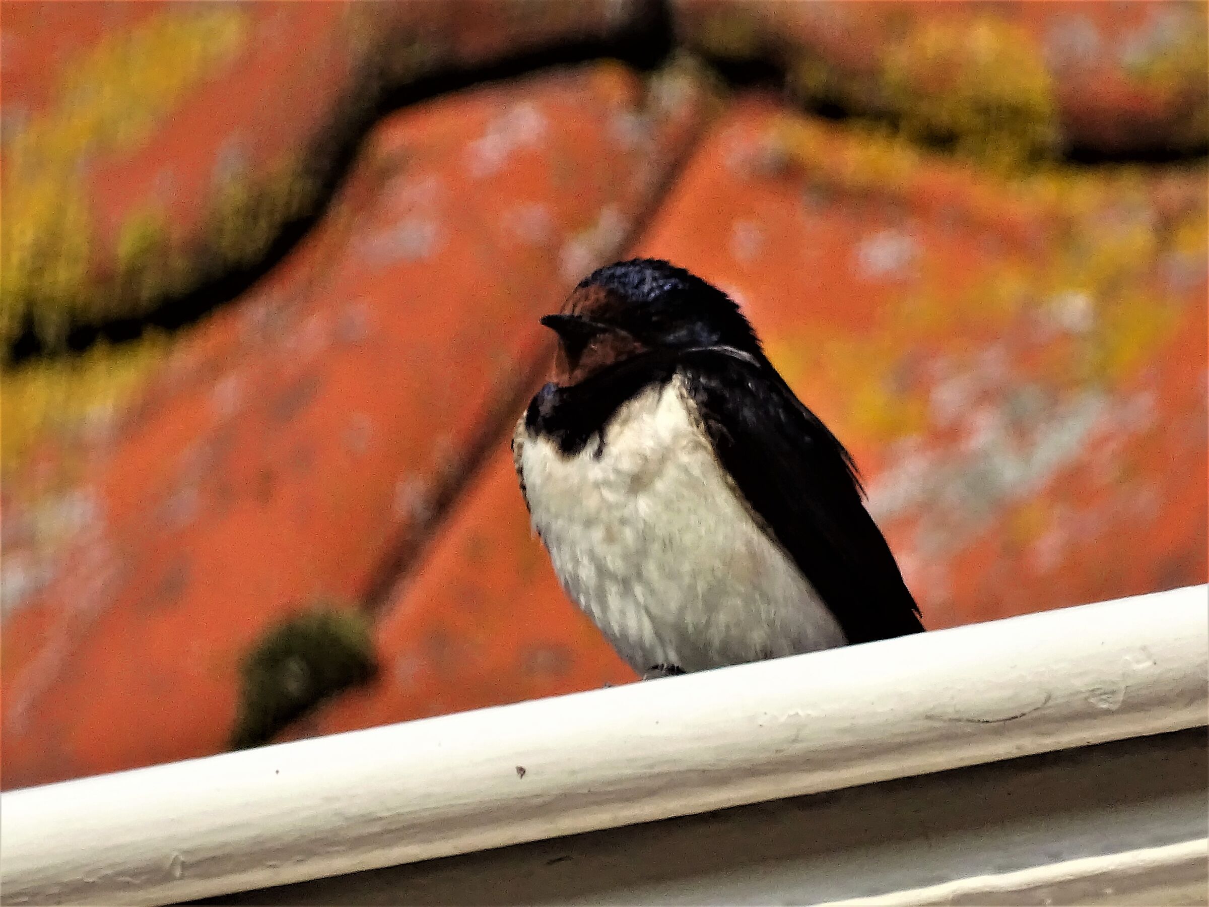 Swallow