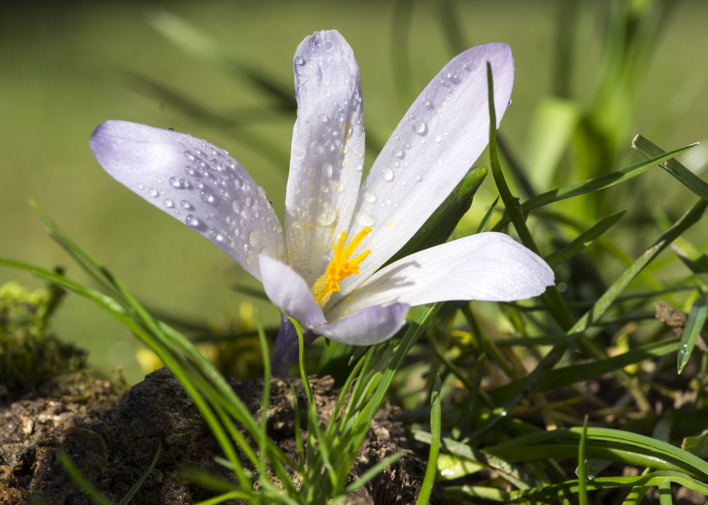 Crocus