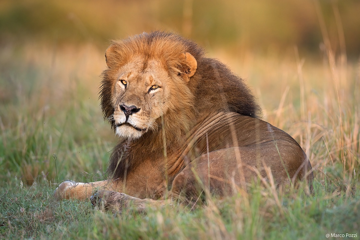 Big lion