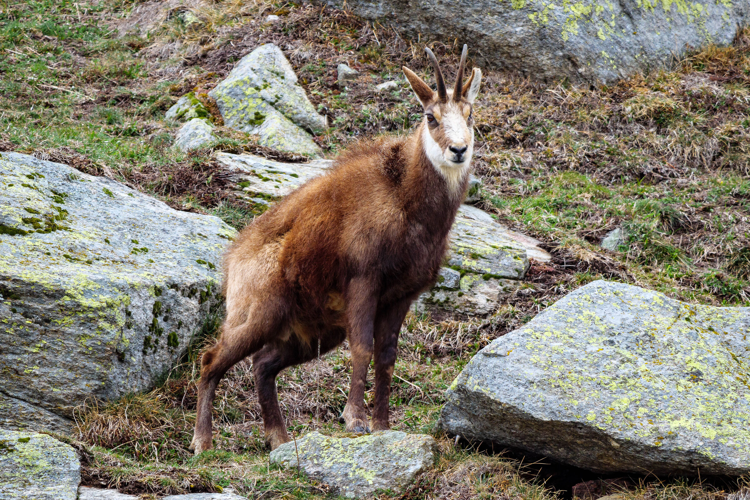 Chamois