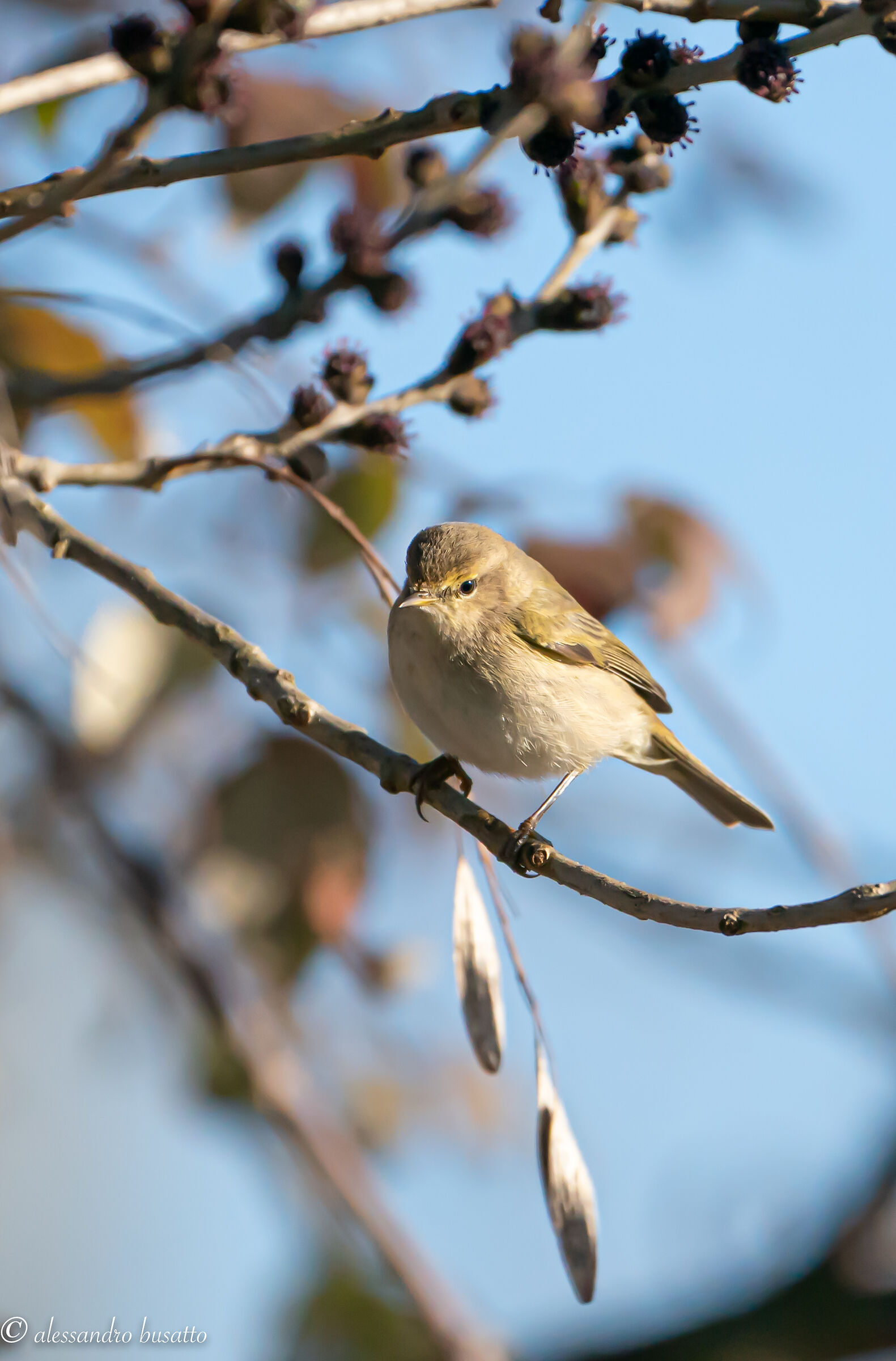 Chiffchaff