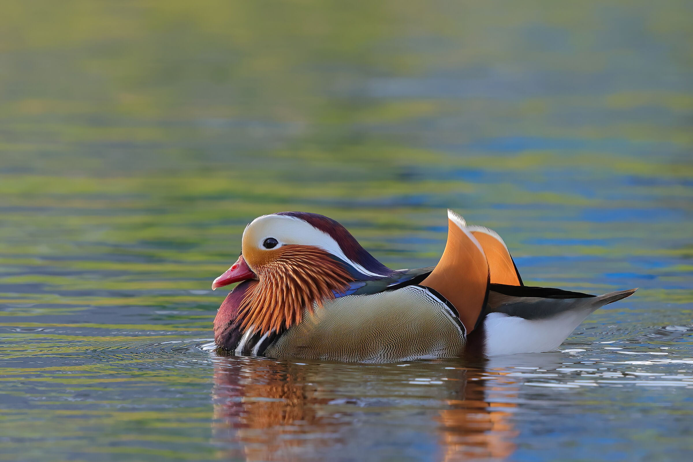 Mandarin duck