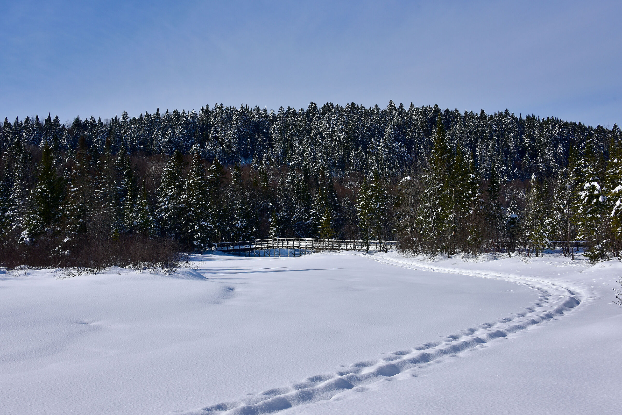 Paesaggio invernale canadese nella foresta