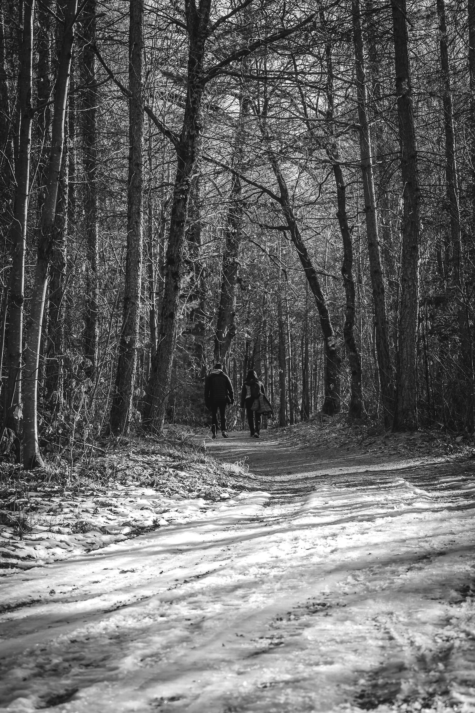 Passeggiata nel bosco
