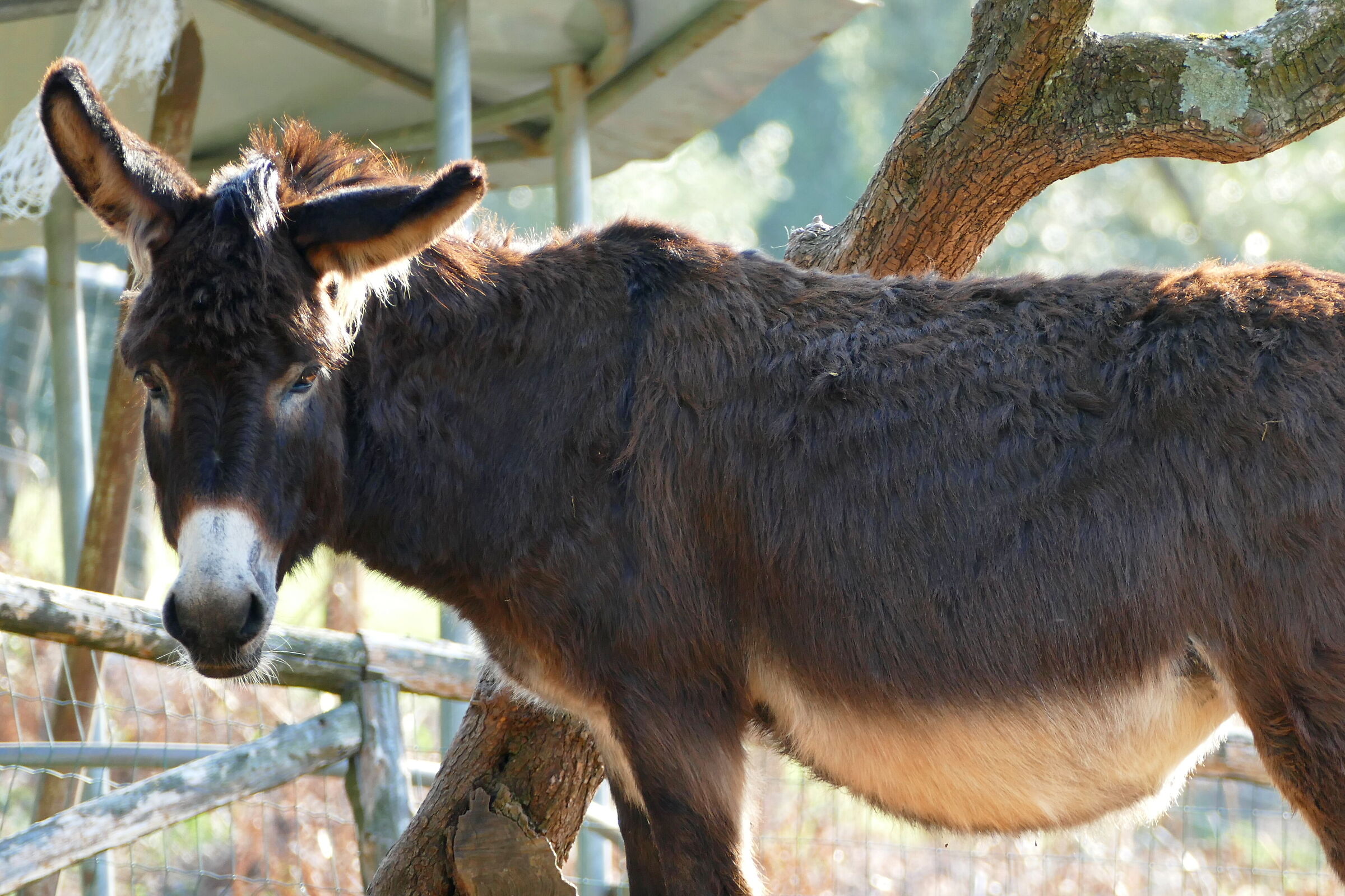 Signora Asinella.....