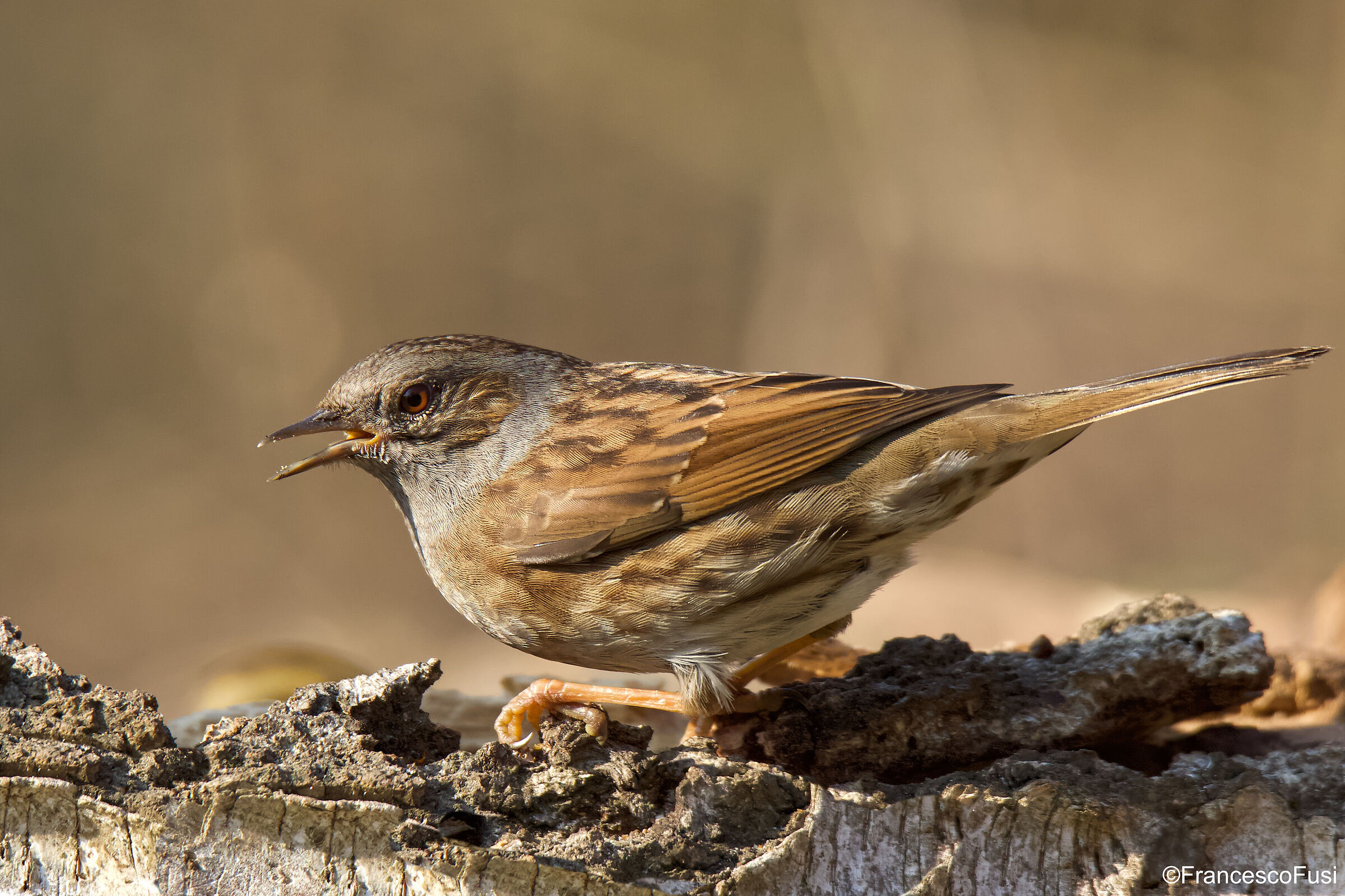 Passera scopaiola