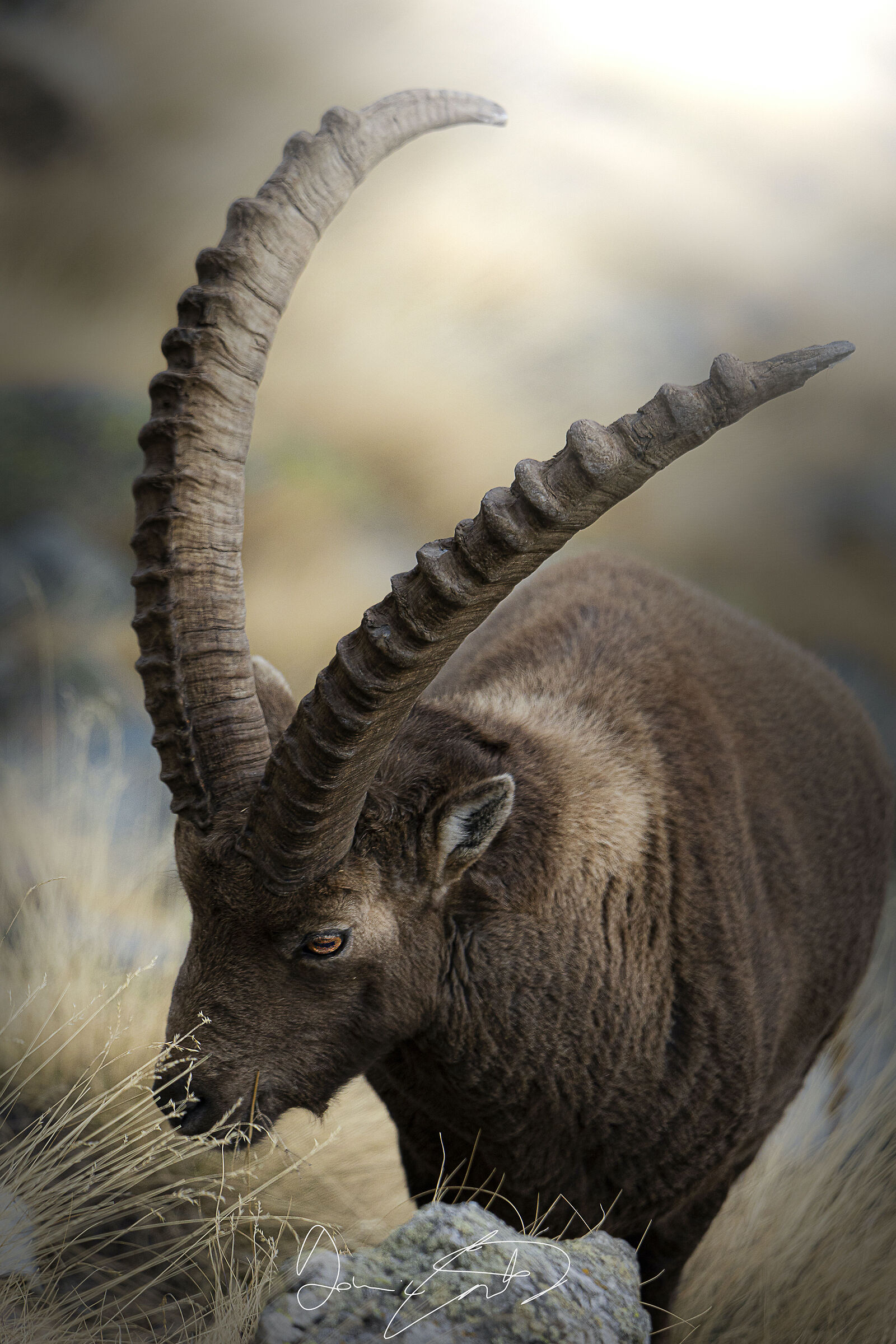 Lo stambecco delle Alpi (Capra ibex)*