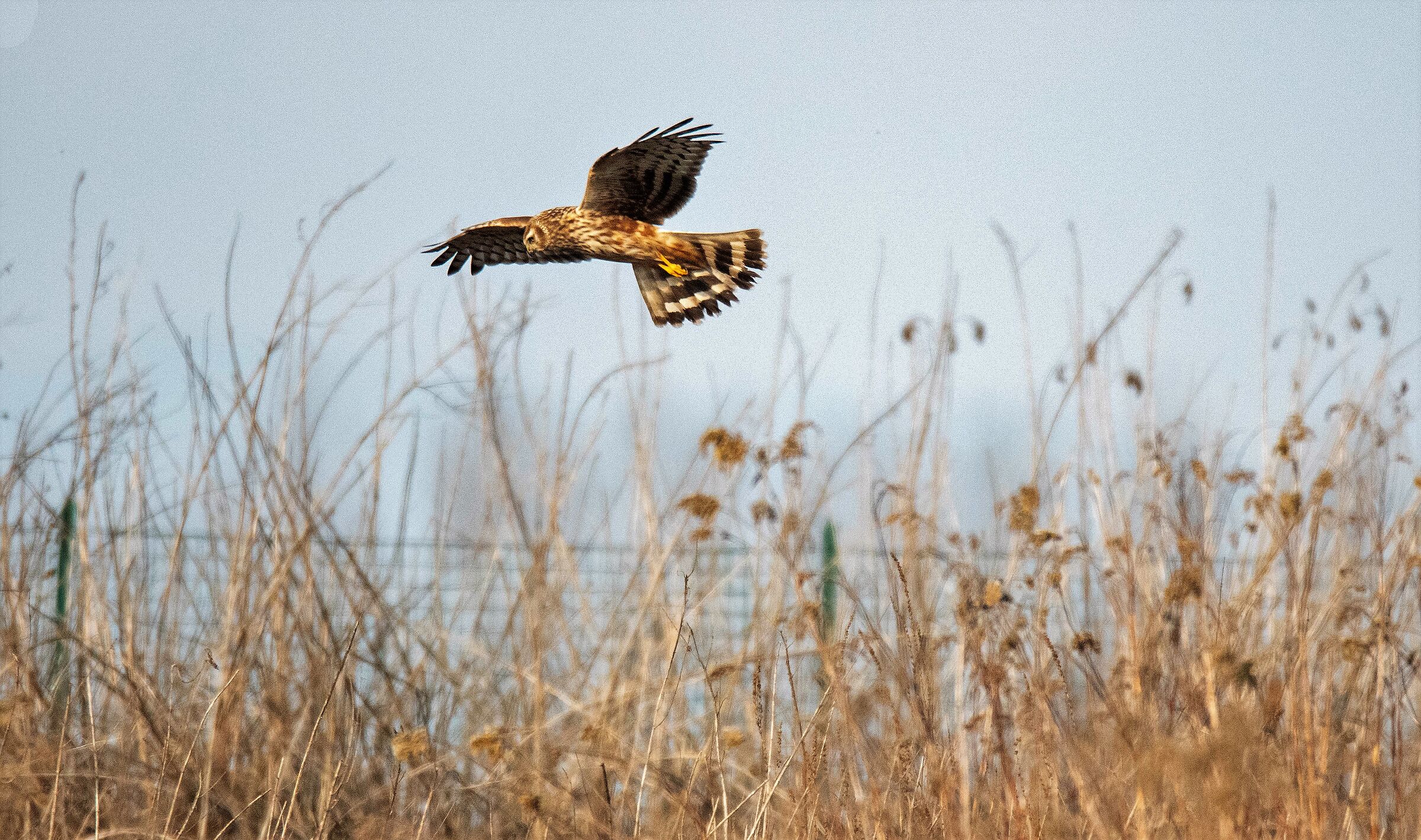Female harrier