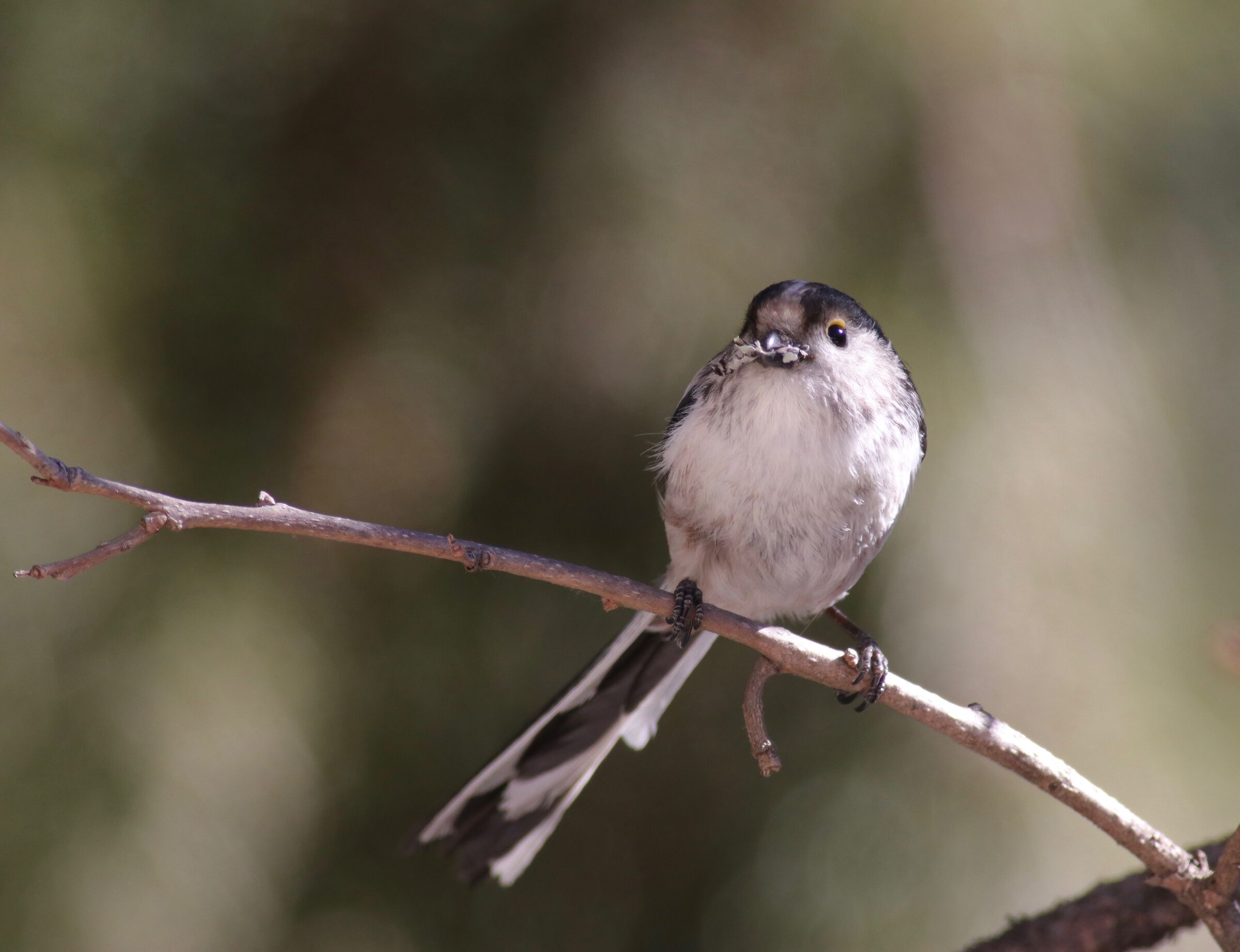 Imbottiture per nidi: mettiamoci anche questo
