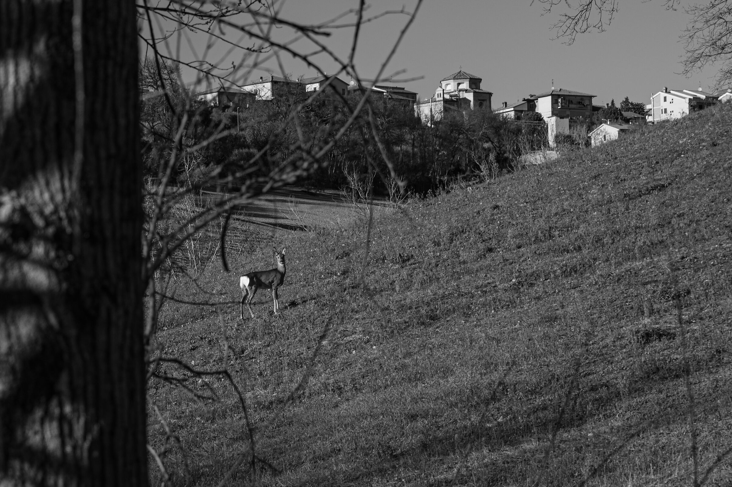 Capriolo sotto la Chiesa