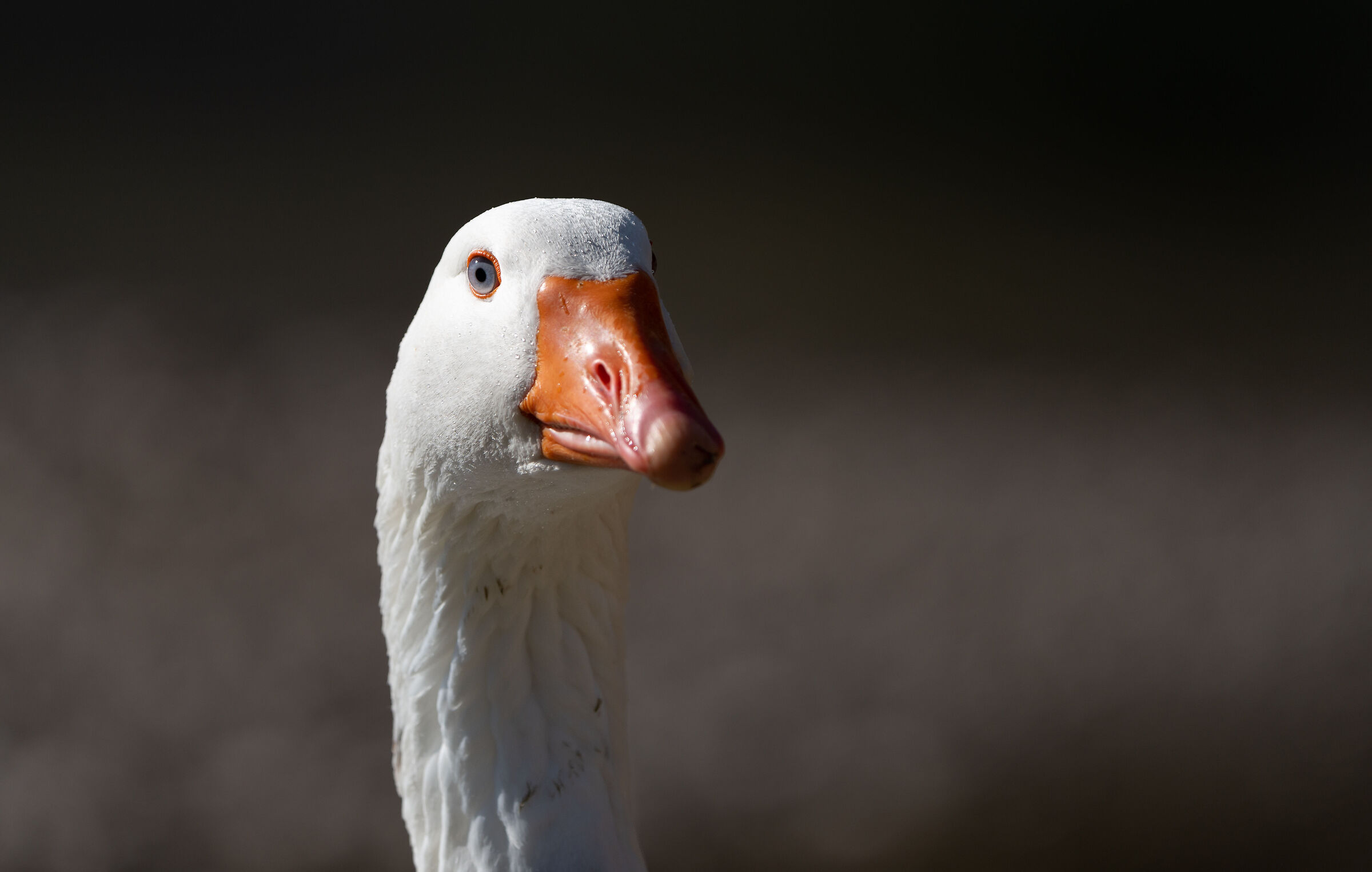 Goose face