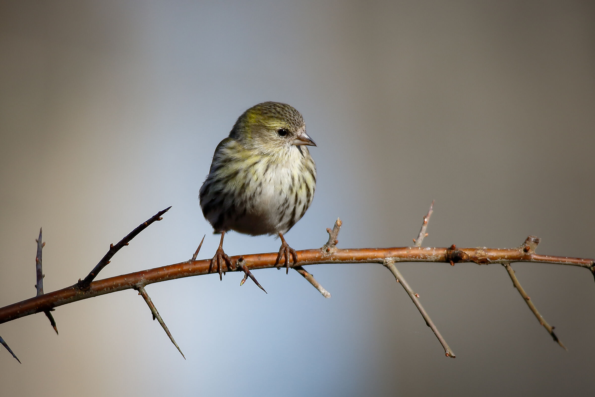 Simplicity (Spinus spinus, LINNAEUS, 1758)