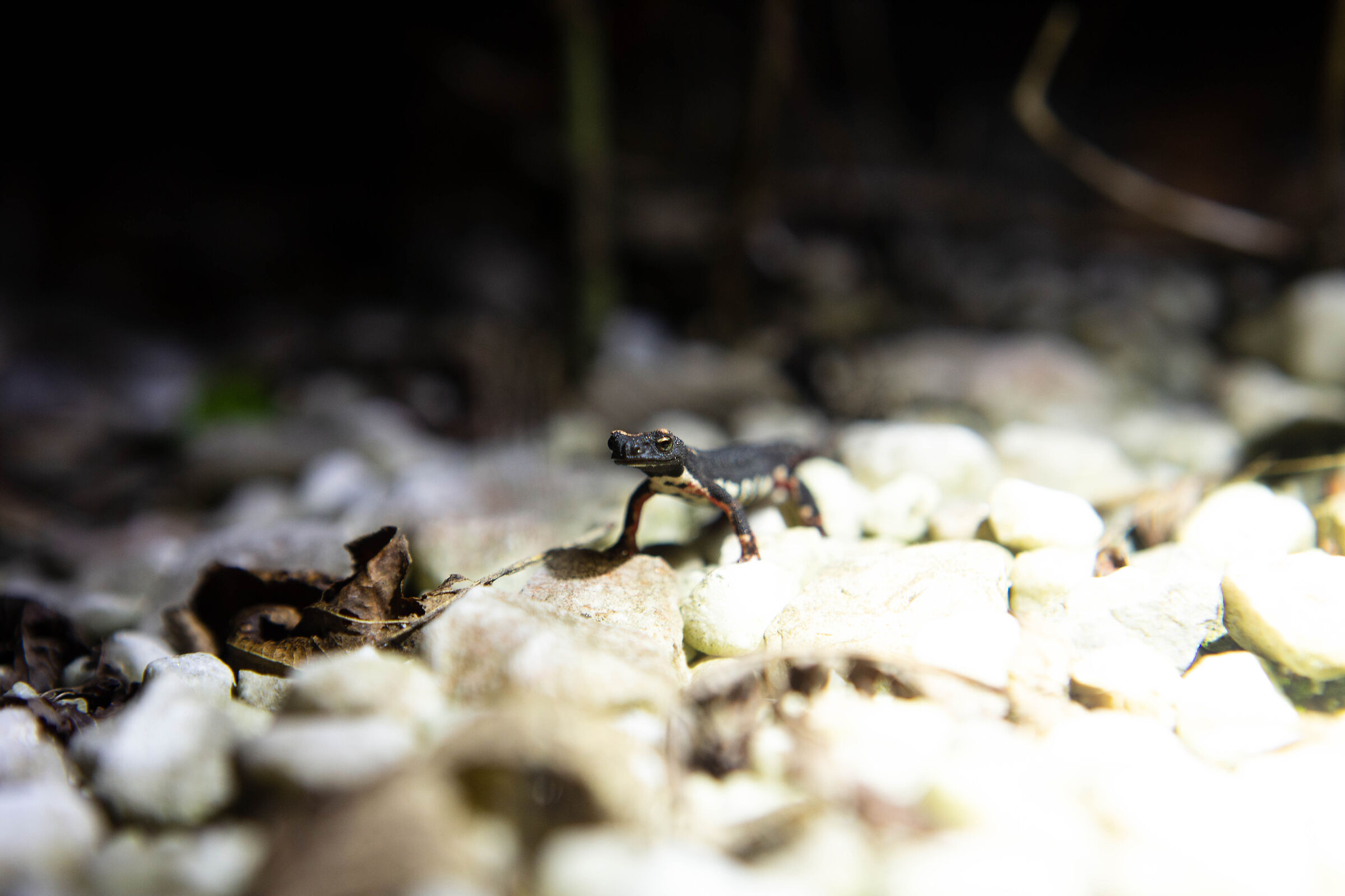 Salamandrina settentrionale