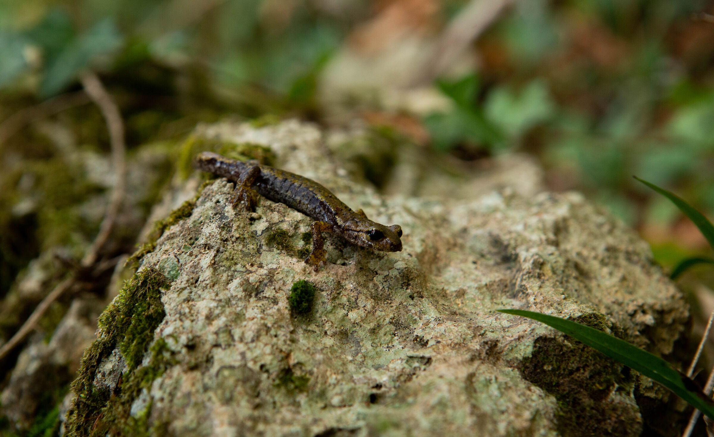 Geotritone scattante