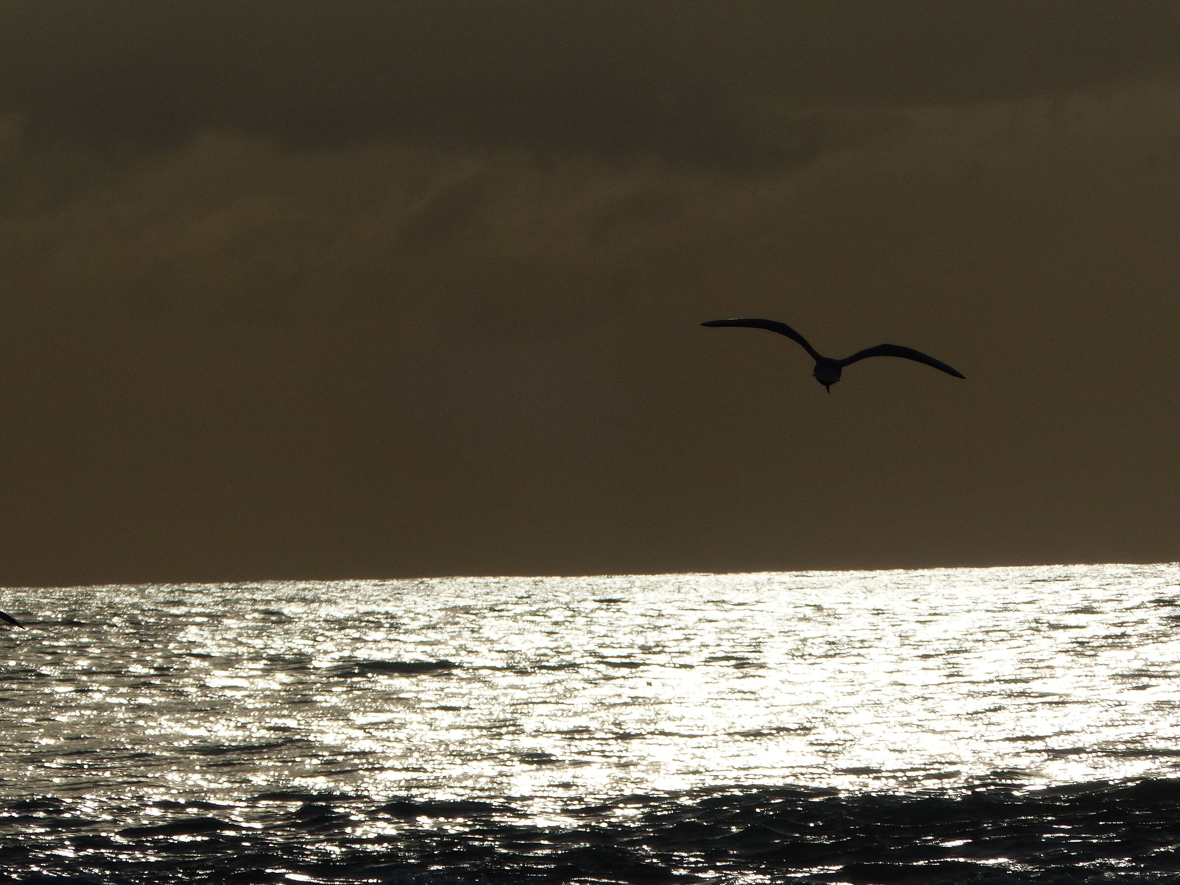 Gull