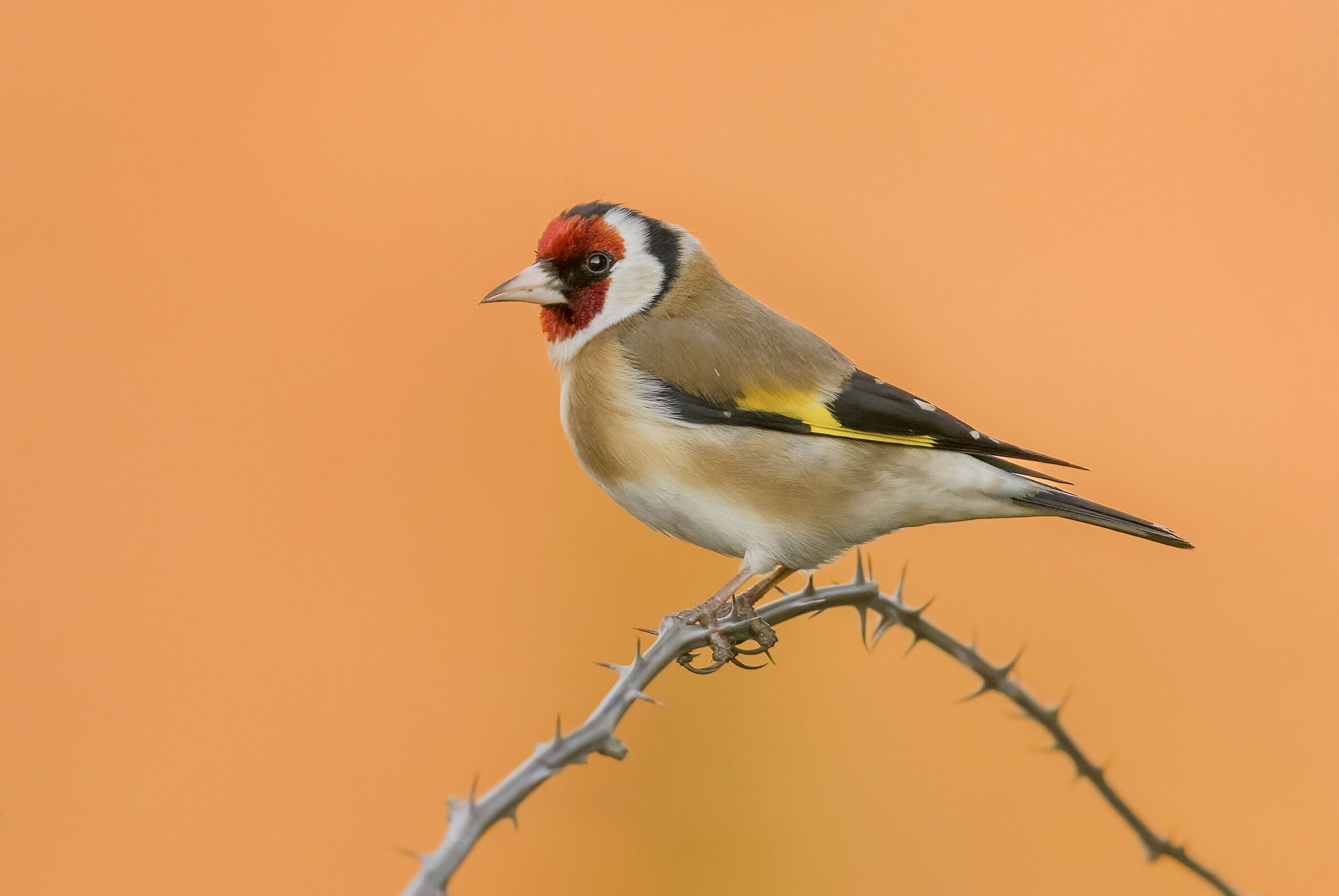 Goldfinch