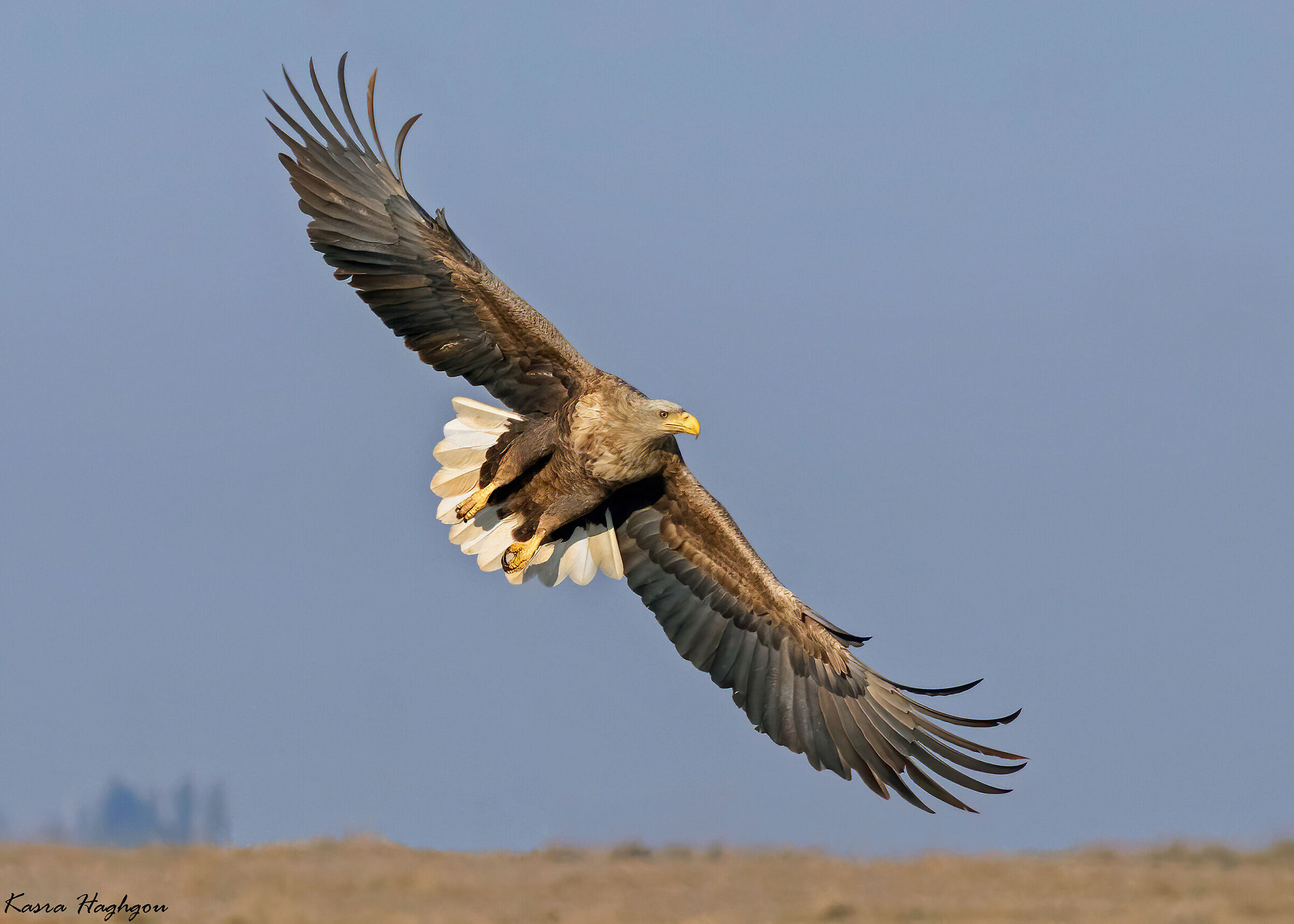 aquila dalla coda bianca