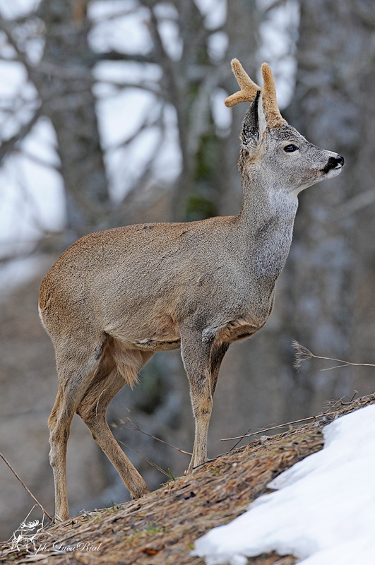 Capriolo - Roebuck