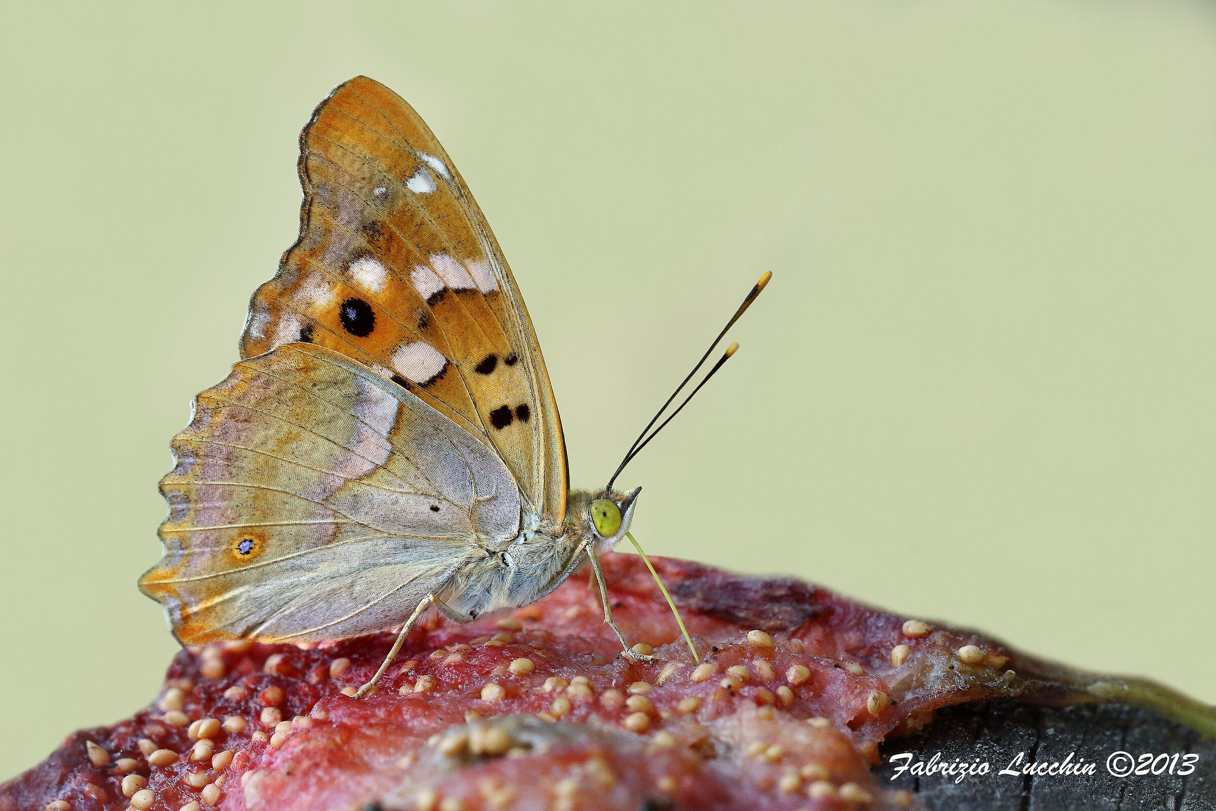 Apatura ilia (forma clytie)