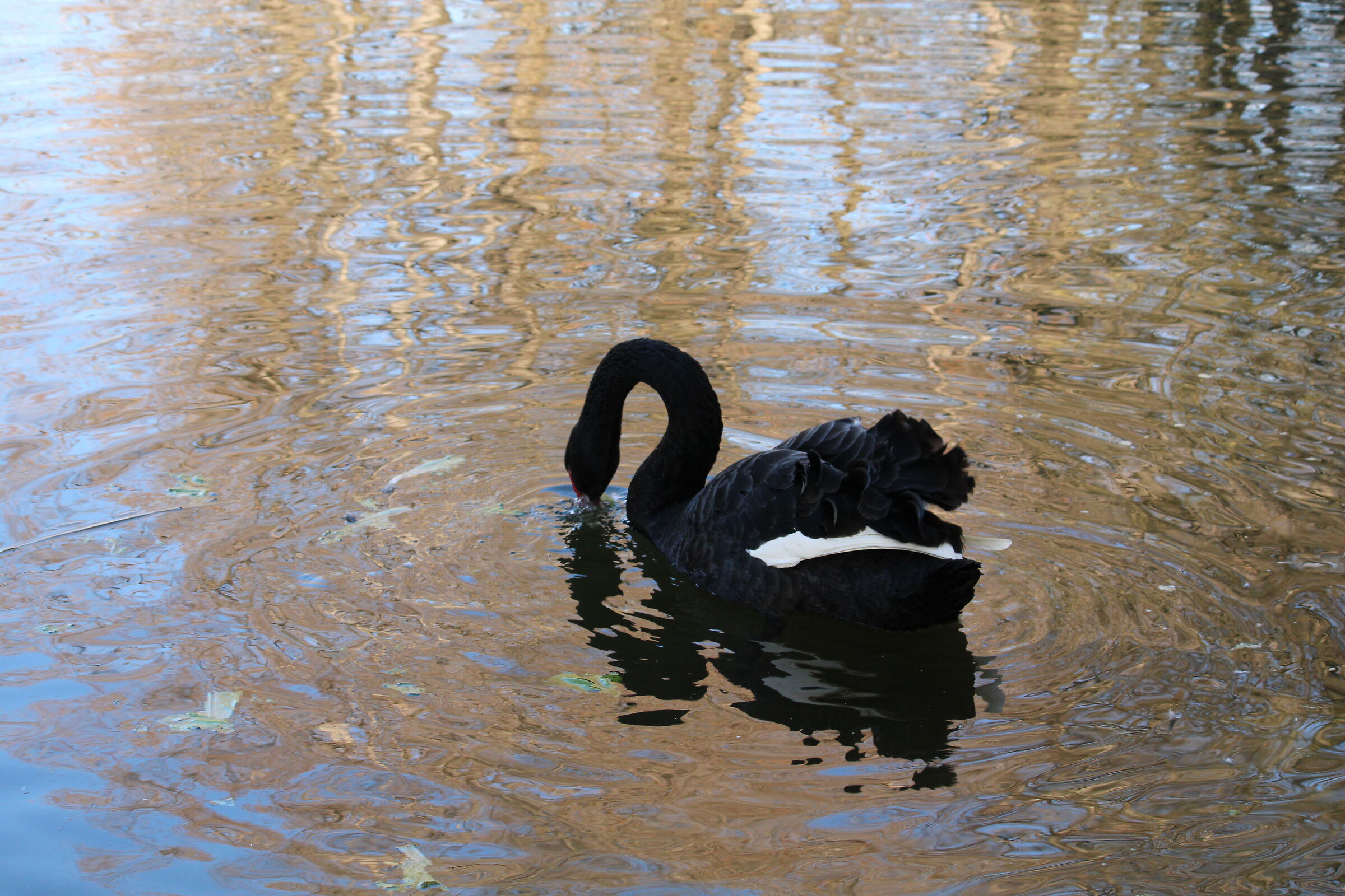 black swan