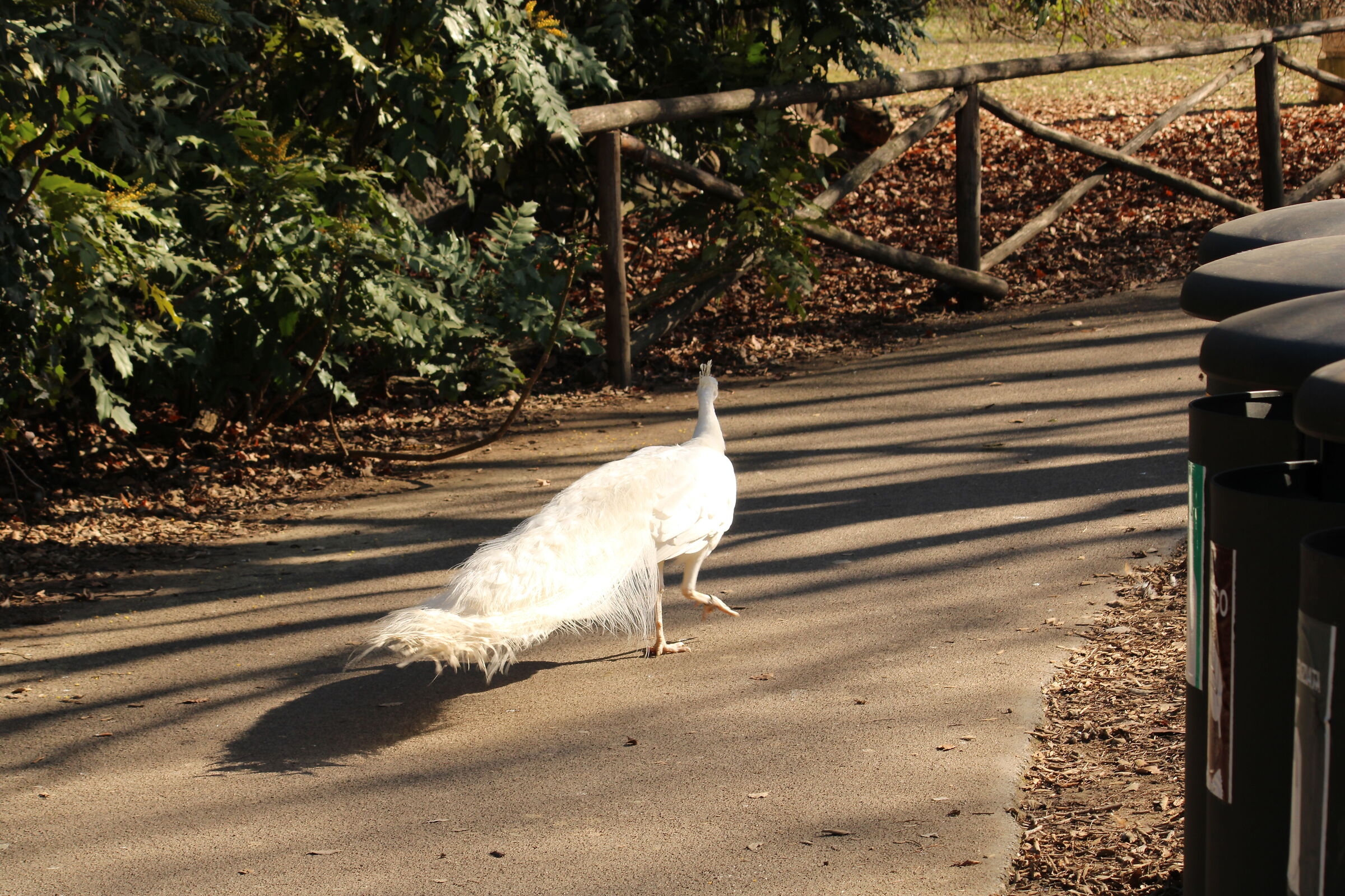White peacock
