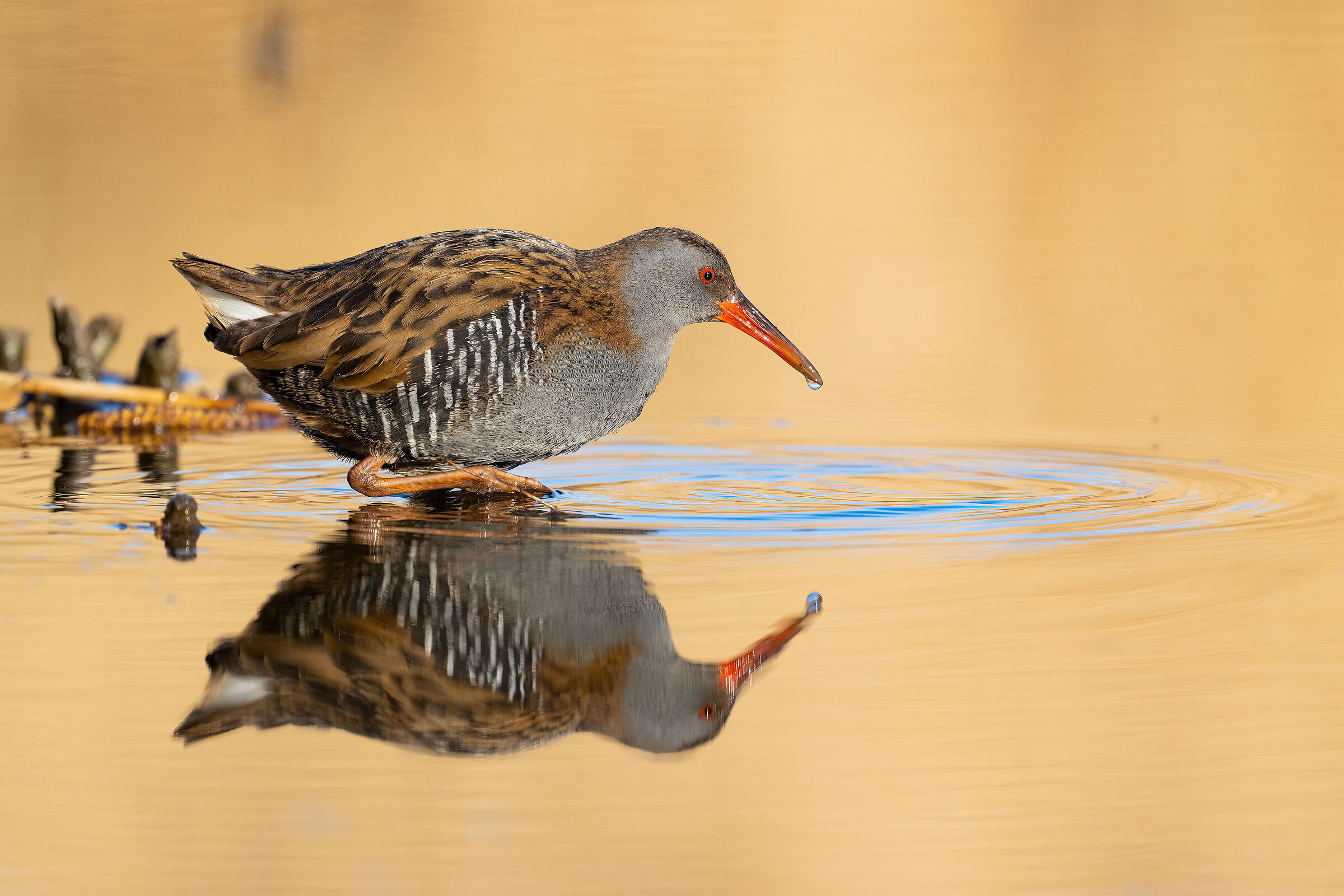 Water rail