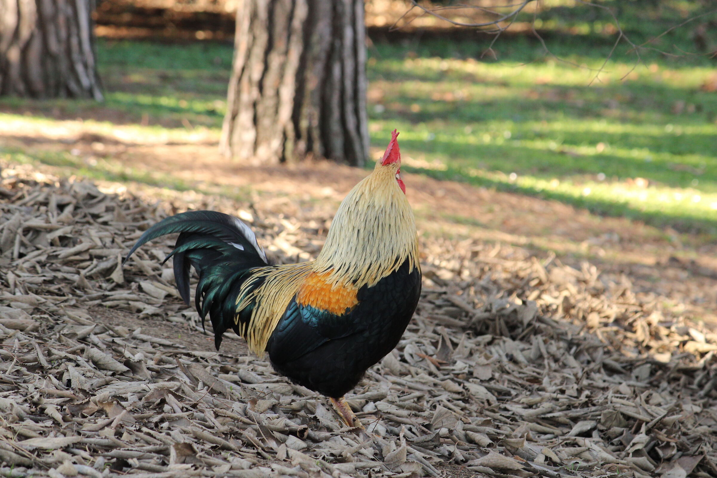Rooster