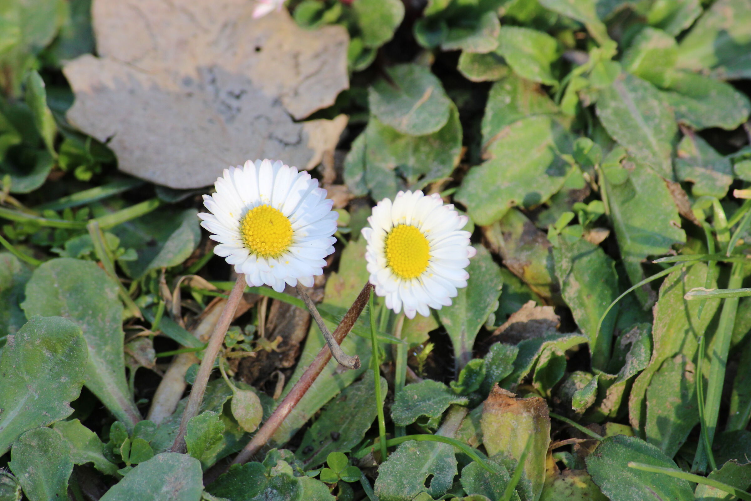 The first daisies