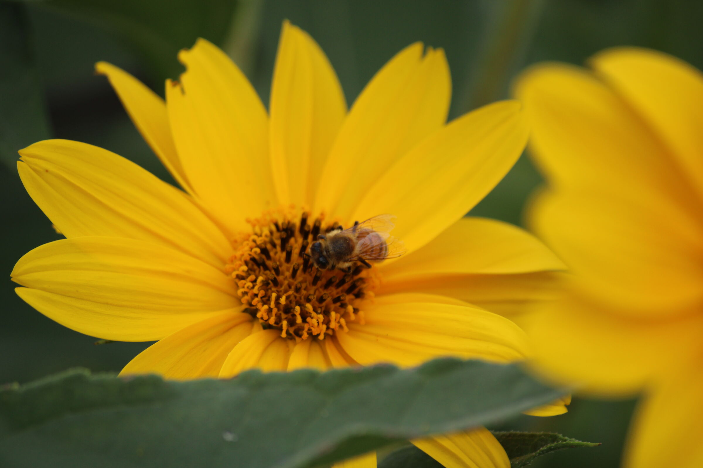 Bee.. mernda on Tapinambur