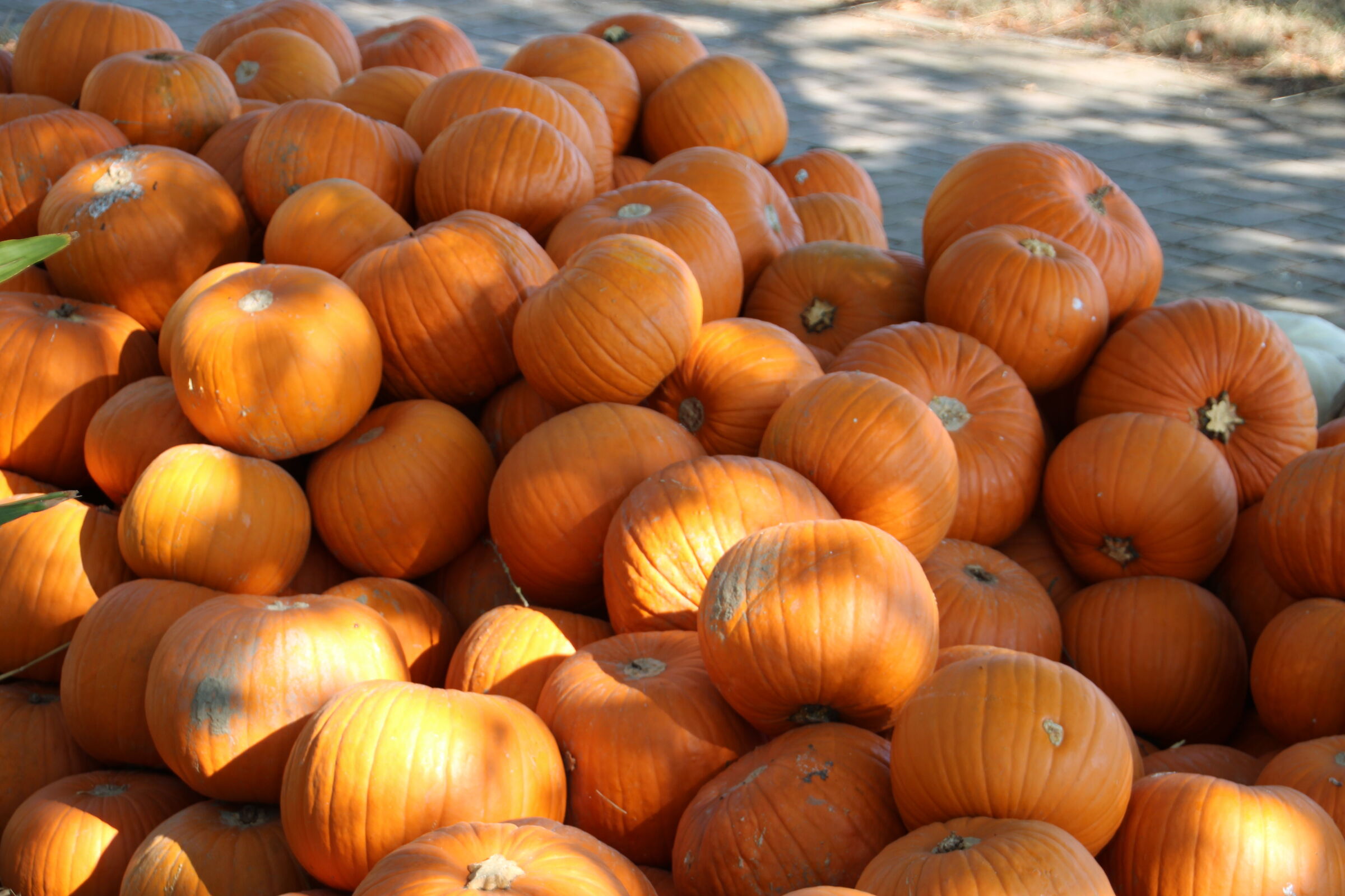 Pumpkins in gogo